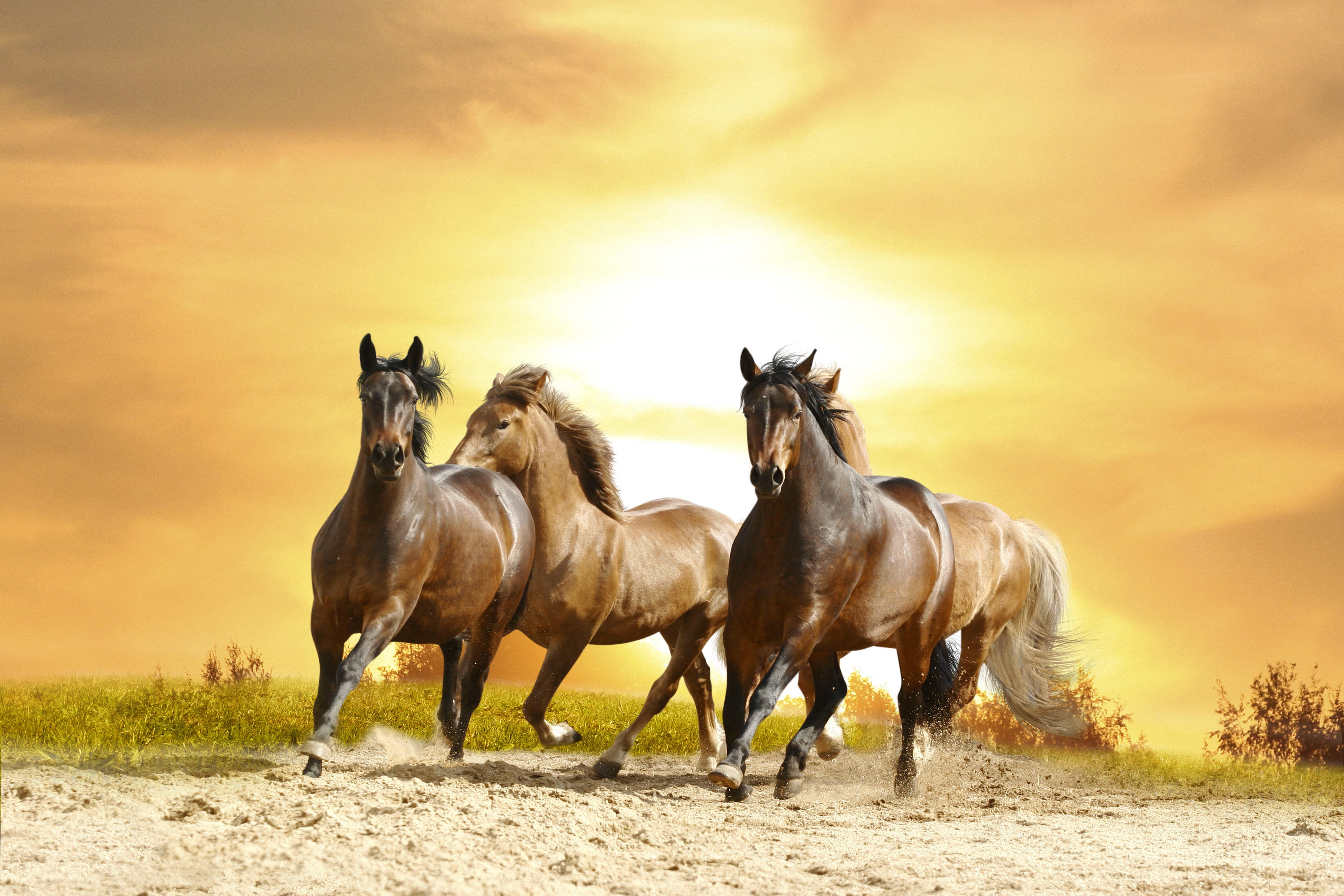 Wild Horses Desktop Wallpaper Free Wild Horses