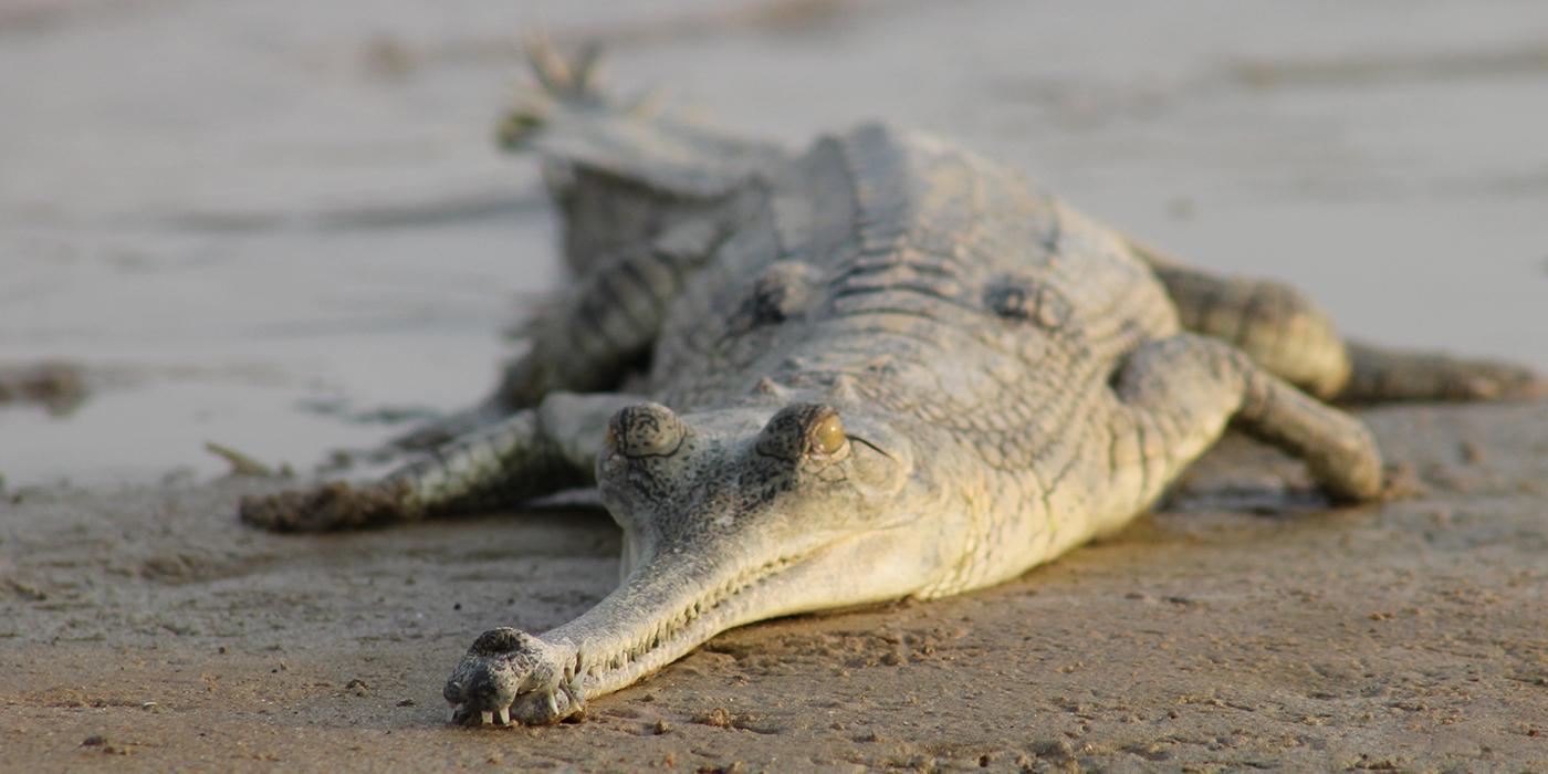 Gharial (Gavial) Facts, Habitat, Diet, Life Cycle, Baby