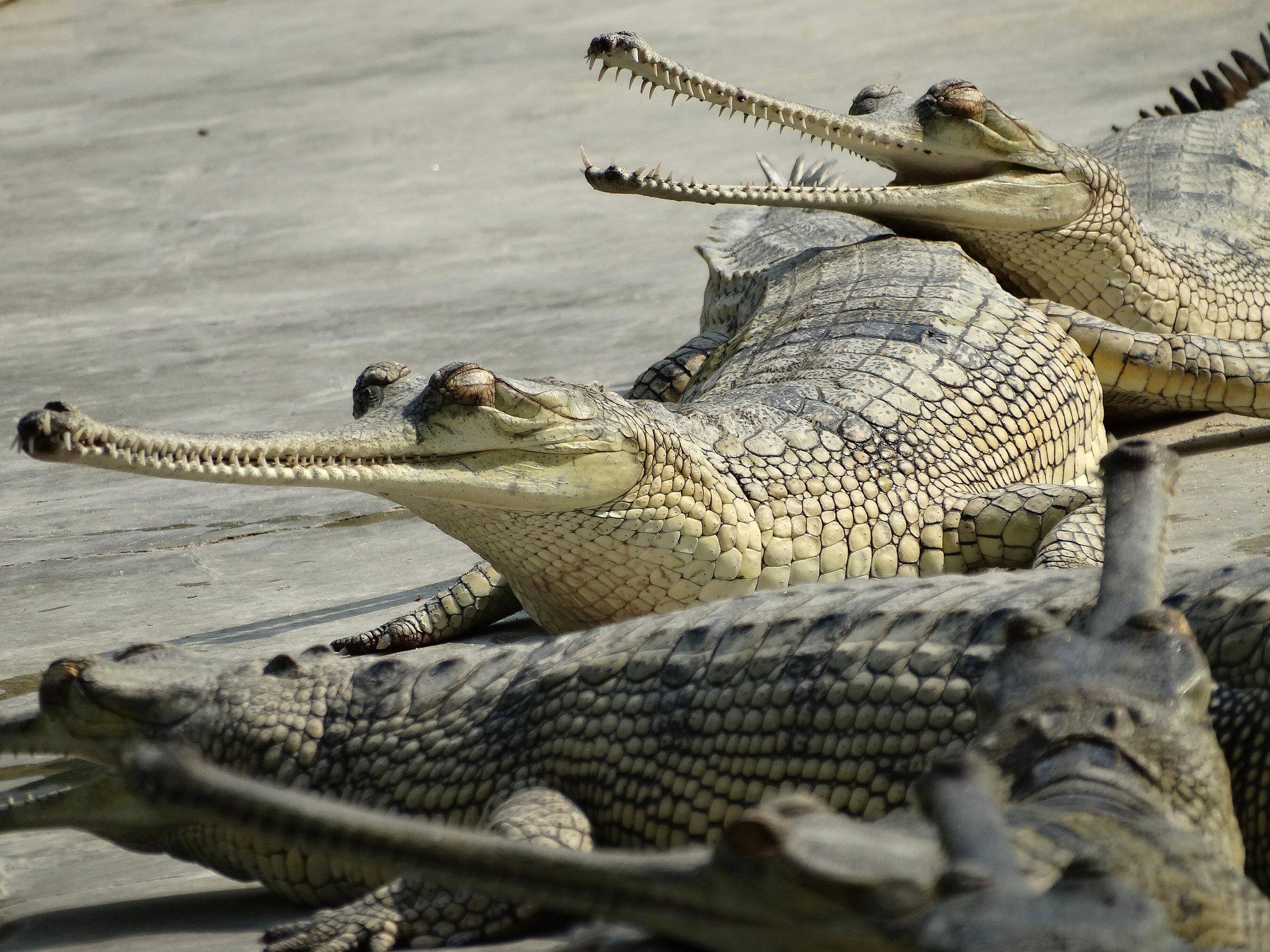 Gharials and mugger crocodiles coexist