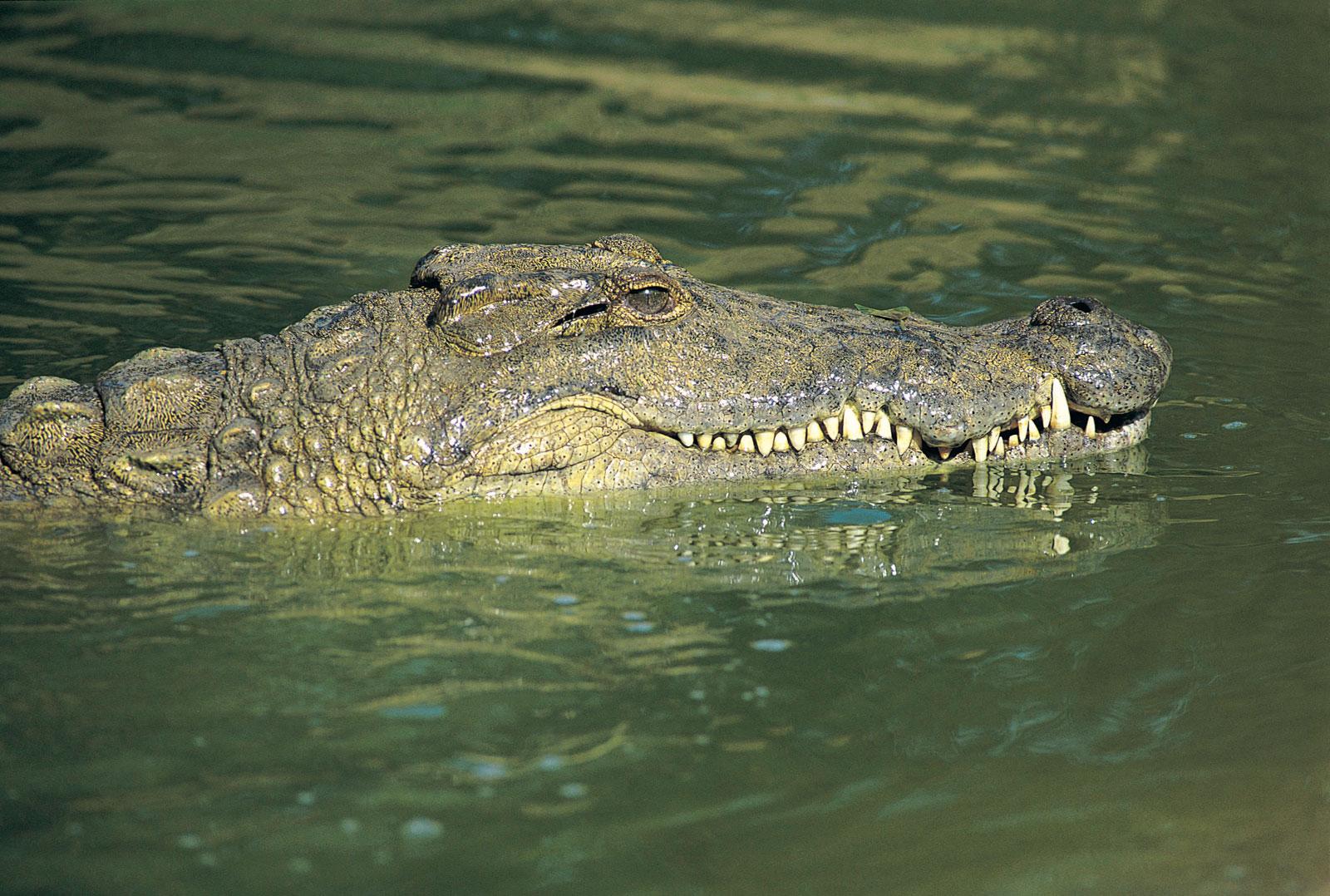 crocodile. Habitat, Description, Teeth, & Facts