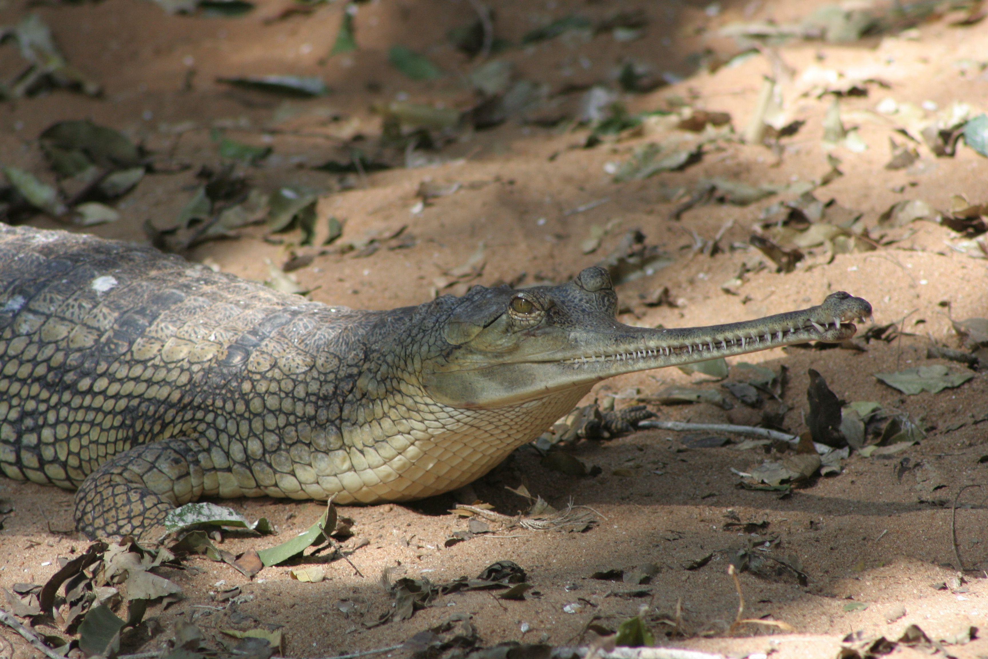 Gharial Free HD Wallpaper Image Background