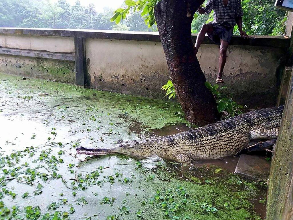 Rare Bangladesh crocodile lays eggs in new hope for species