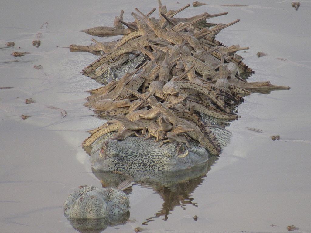 Papa Gharial croc with his hatchlings!