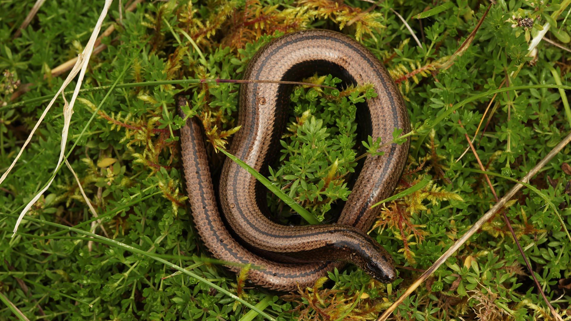 Slow worm facts. Trees for Life