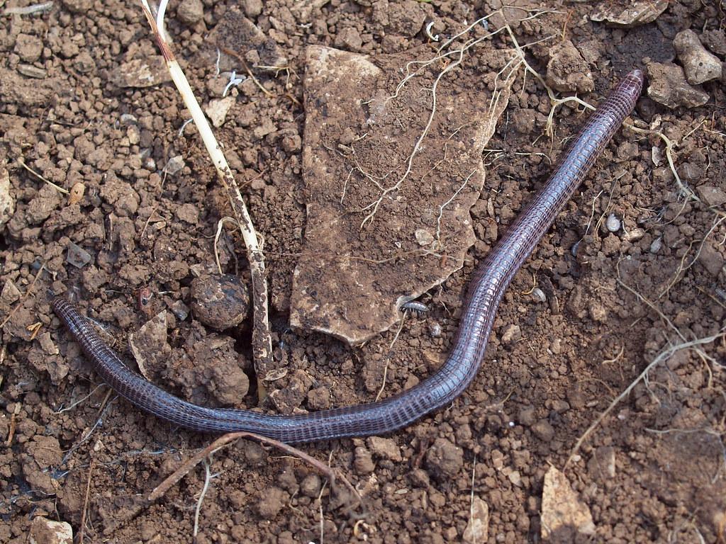 Blanus tingitanus Busack, 1988 Worm Lizard