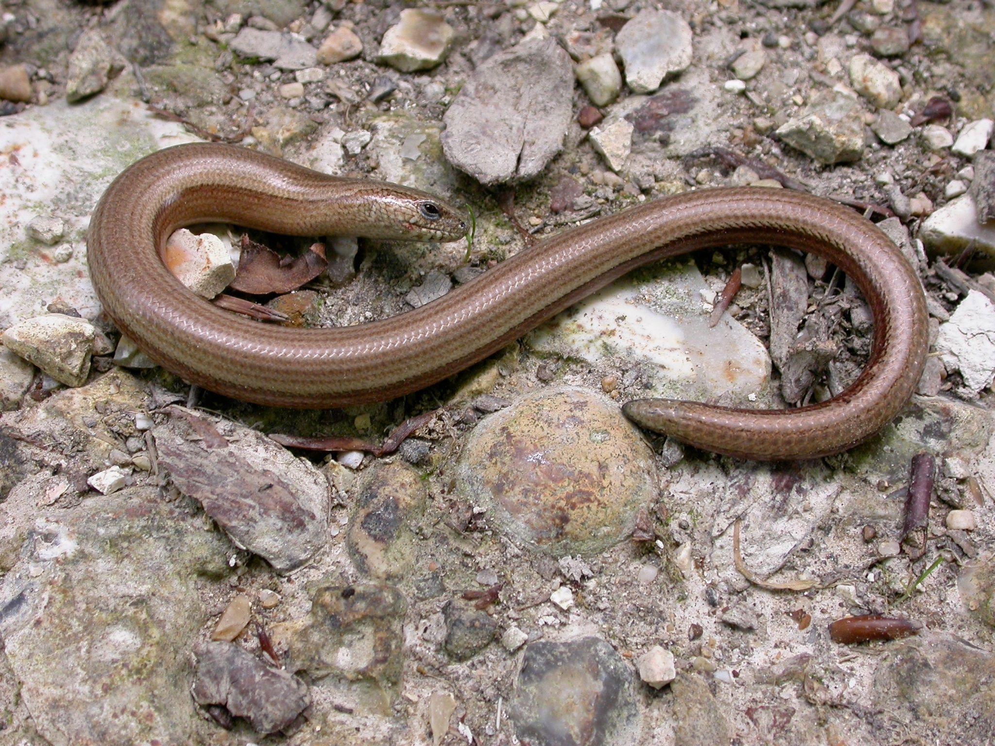 Slow Worm. Reptiles Amphibians. Worms, Reptiles