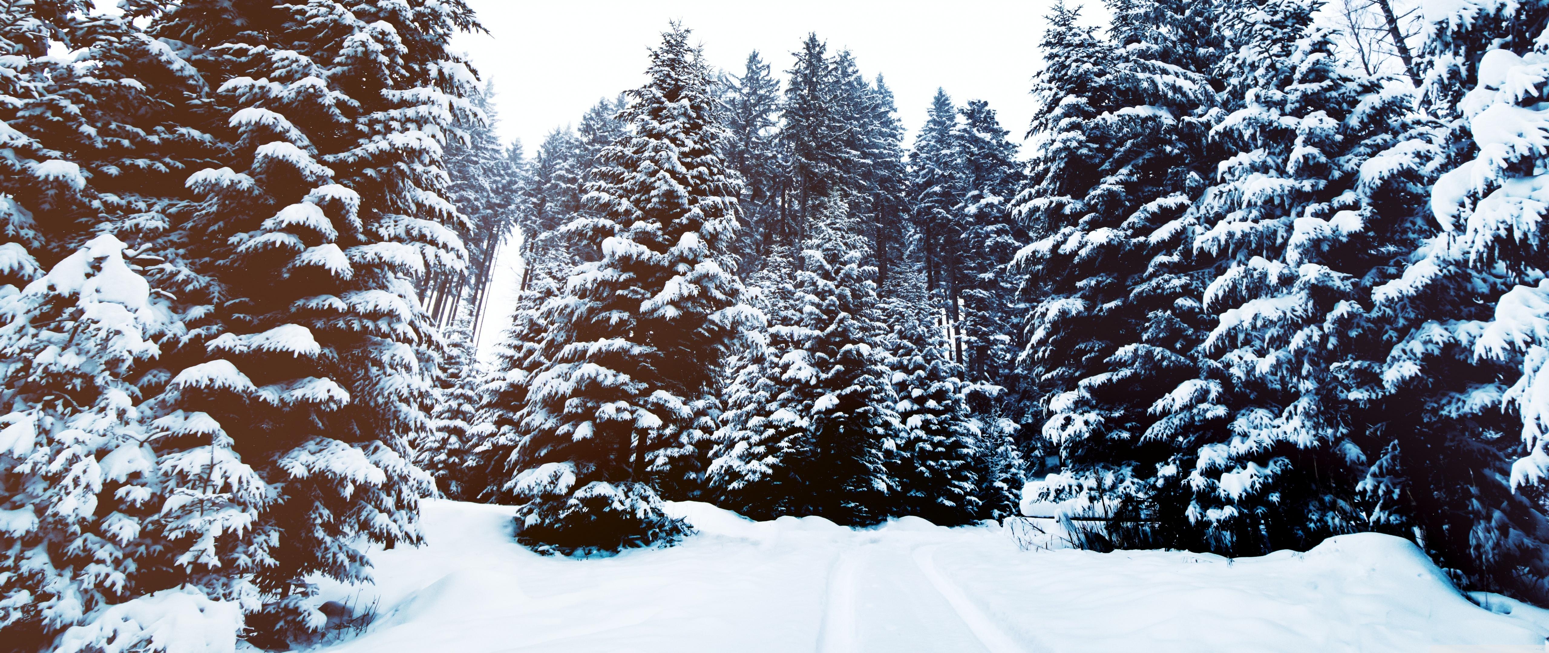 Winter Landscape Nature Ultra HD Desktop Background