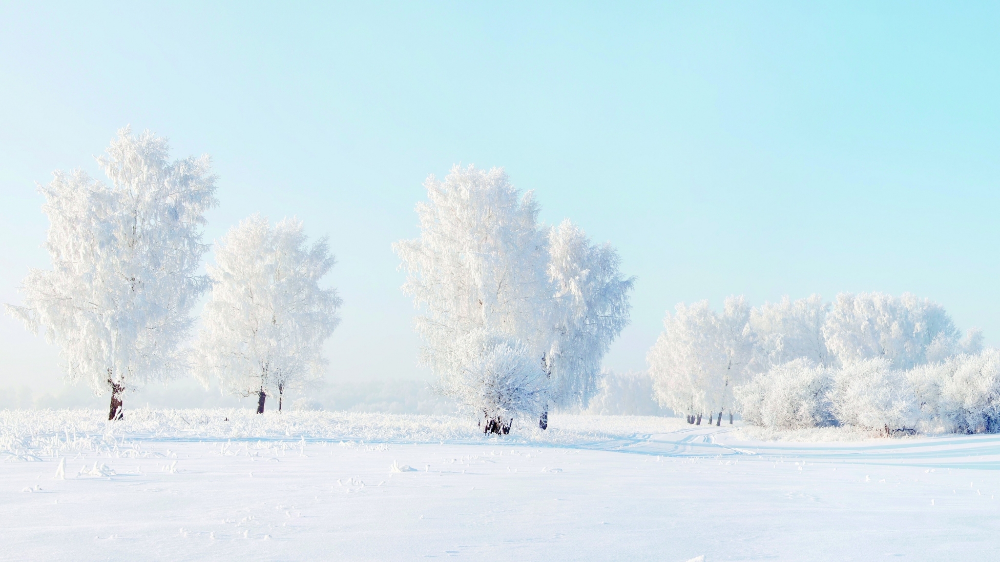 Download trees, snow, winter, 4k Ultra Wide monitor
