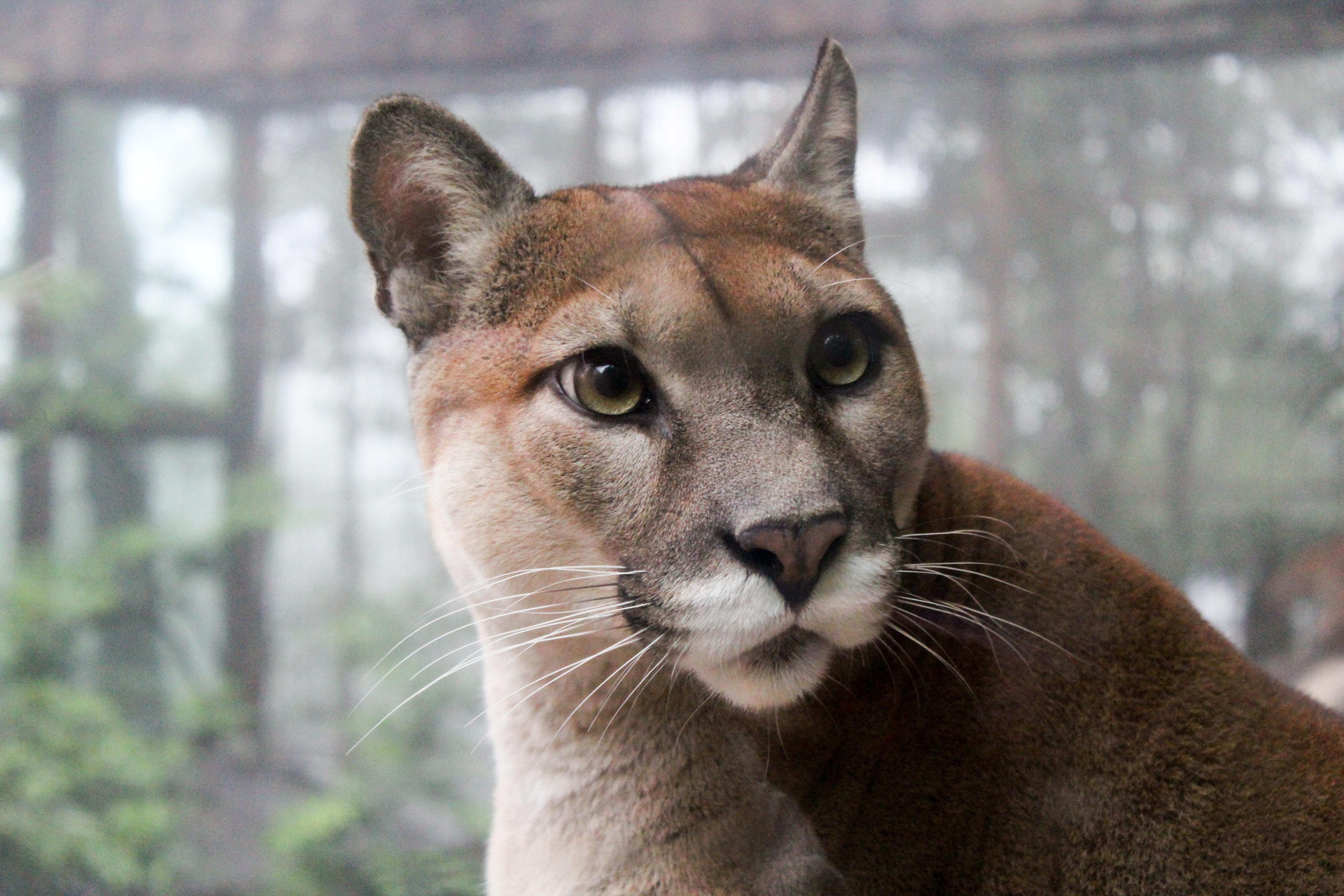 Puma Picture [HD]. Download Free Image
