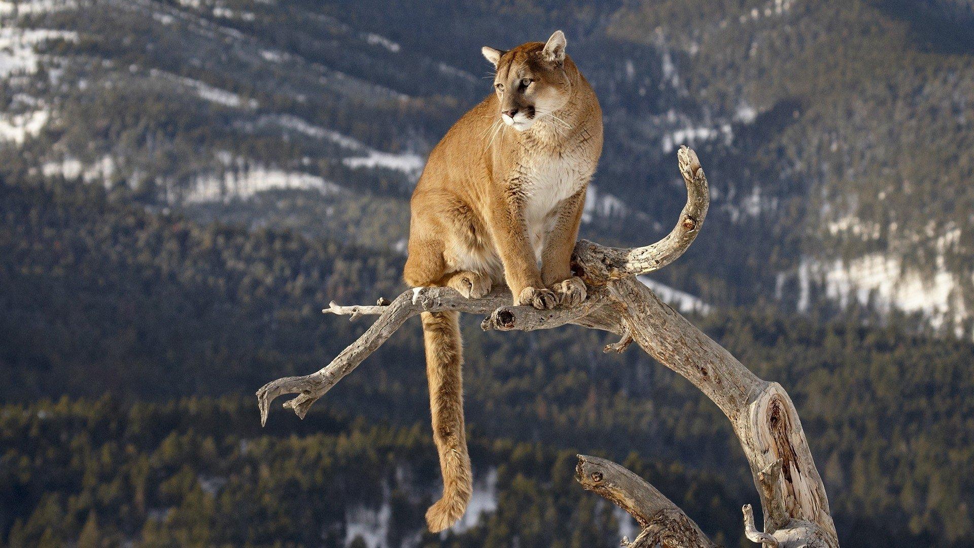 Cougar HD Wallpaper and Background Image