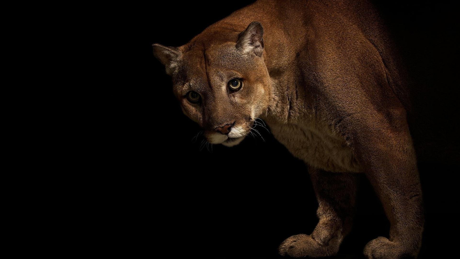 big, Cats, Pumas, Animals, Cougar Wallpaper HD / Desktop
