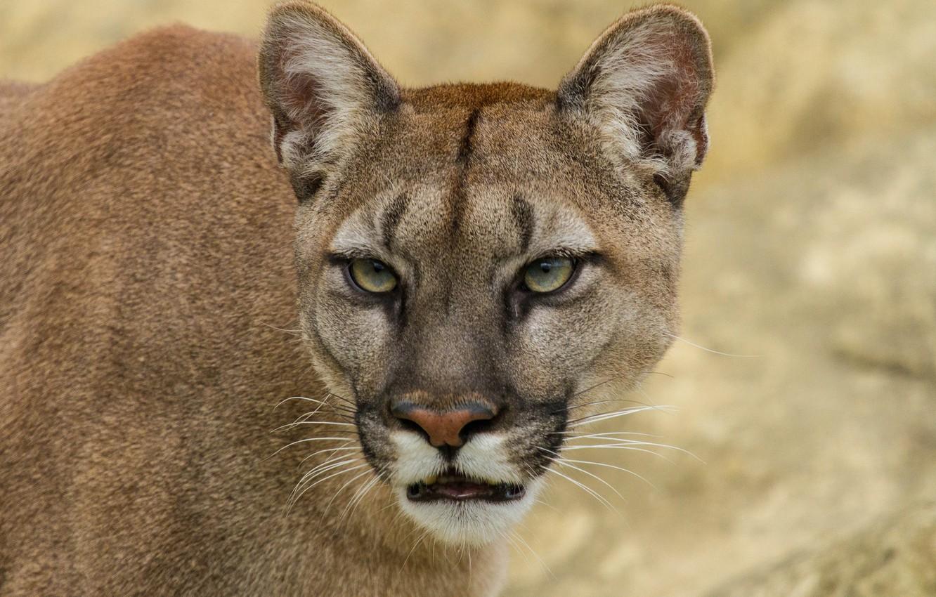 Wallpaper cat, look, face, Puma, mountain lion, Cougar
