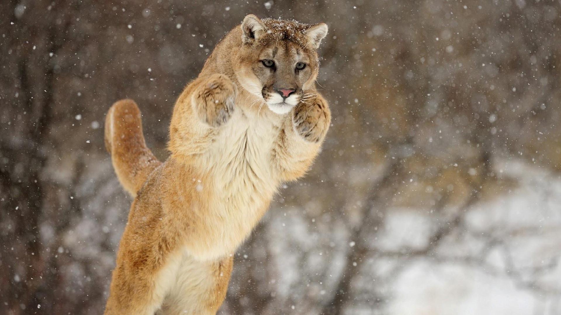 Puma Animal Wallpapers Wallpaper Cave