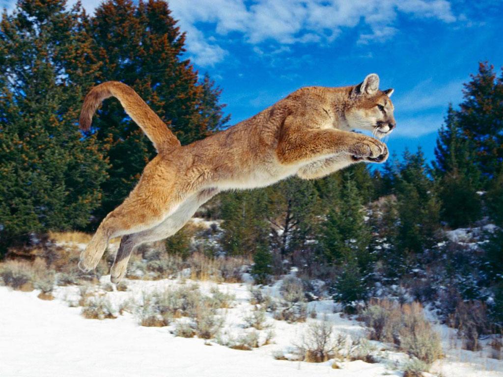 Jumping Puma Animal Wallpaper HD