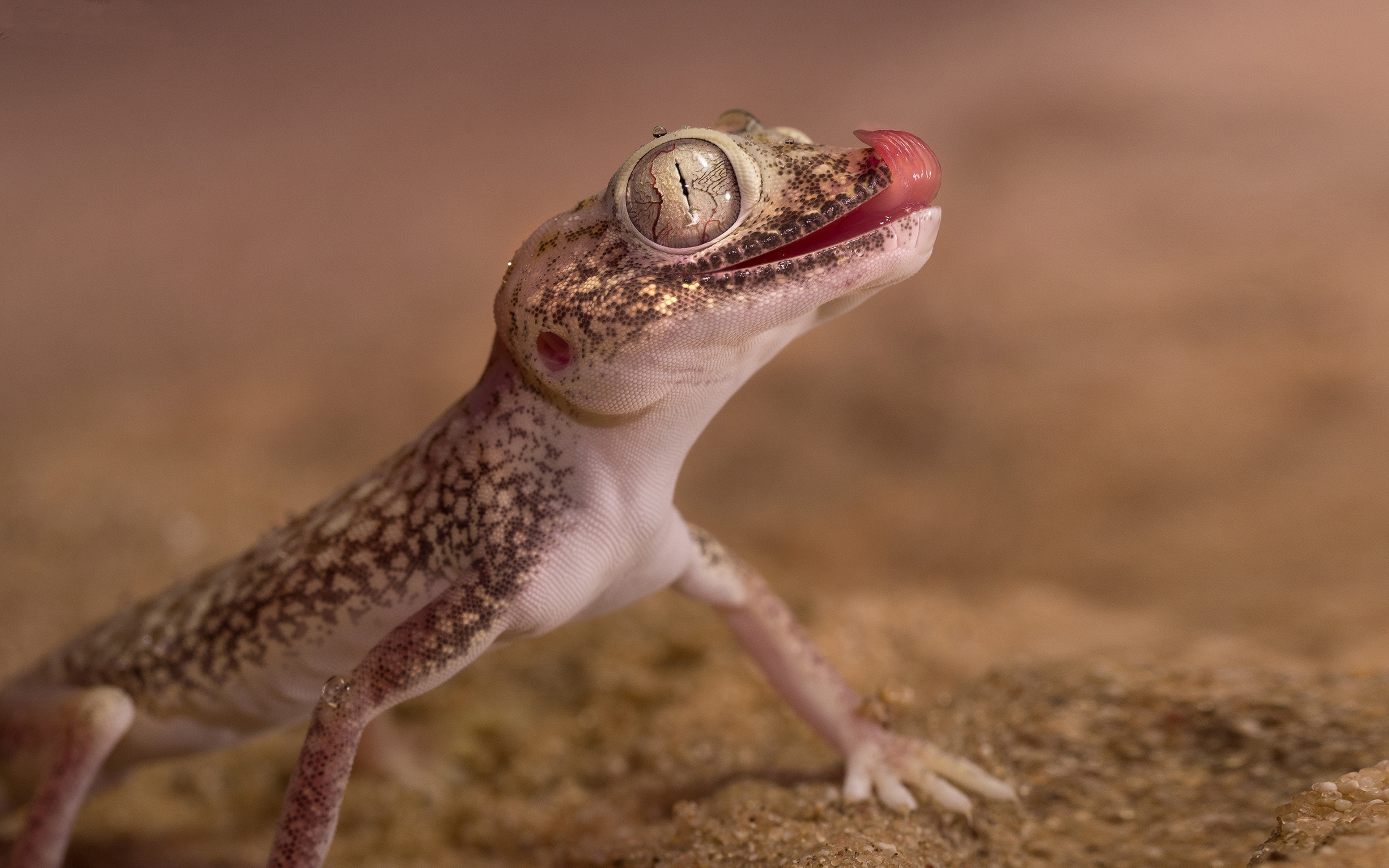 Gecko Reptile Lizards Belong To The Infraorder Gekkota With