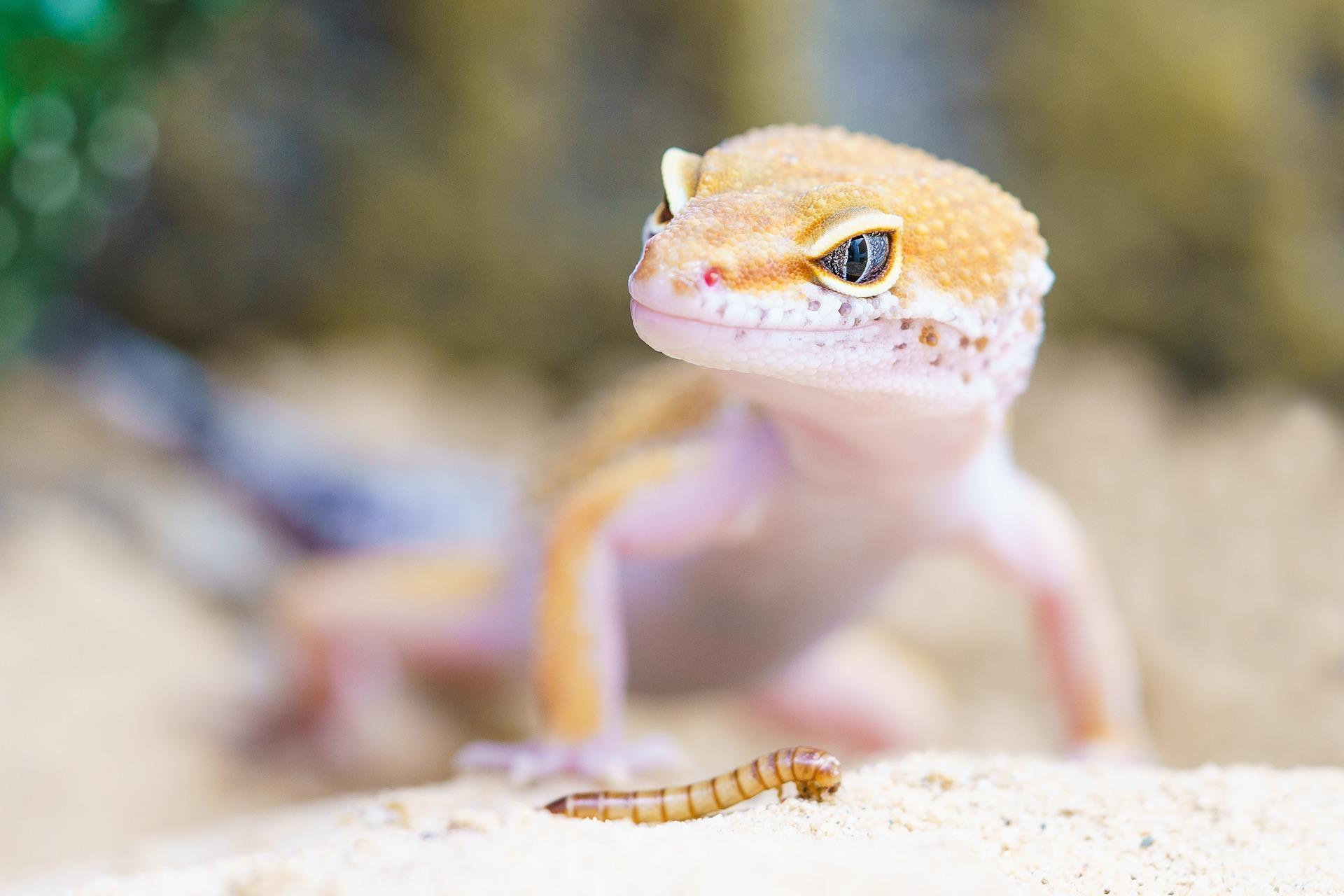 Gecko Wallpaper HD for Android