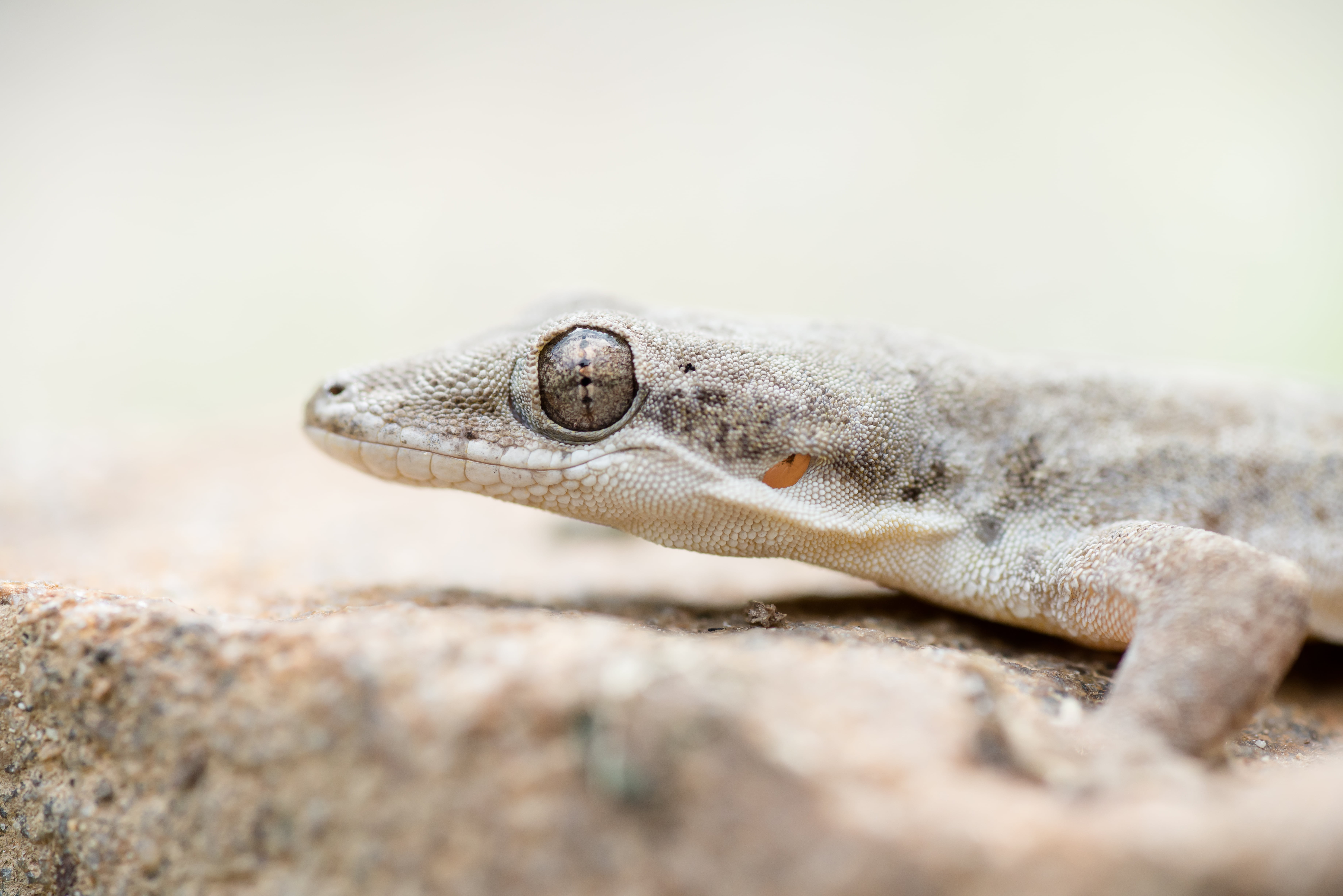 Gray reptile, gecko, kaeng krachan national park HD