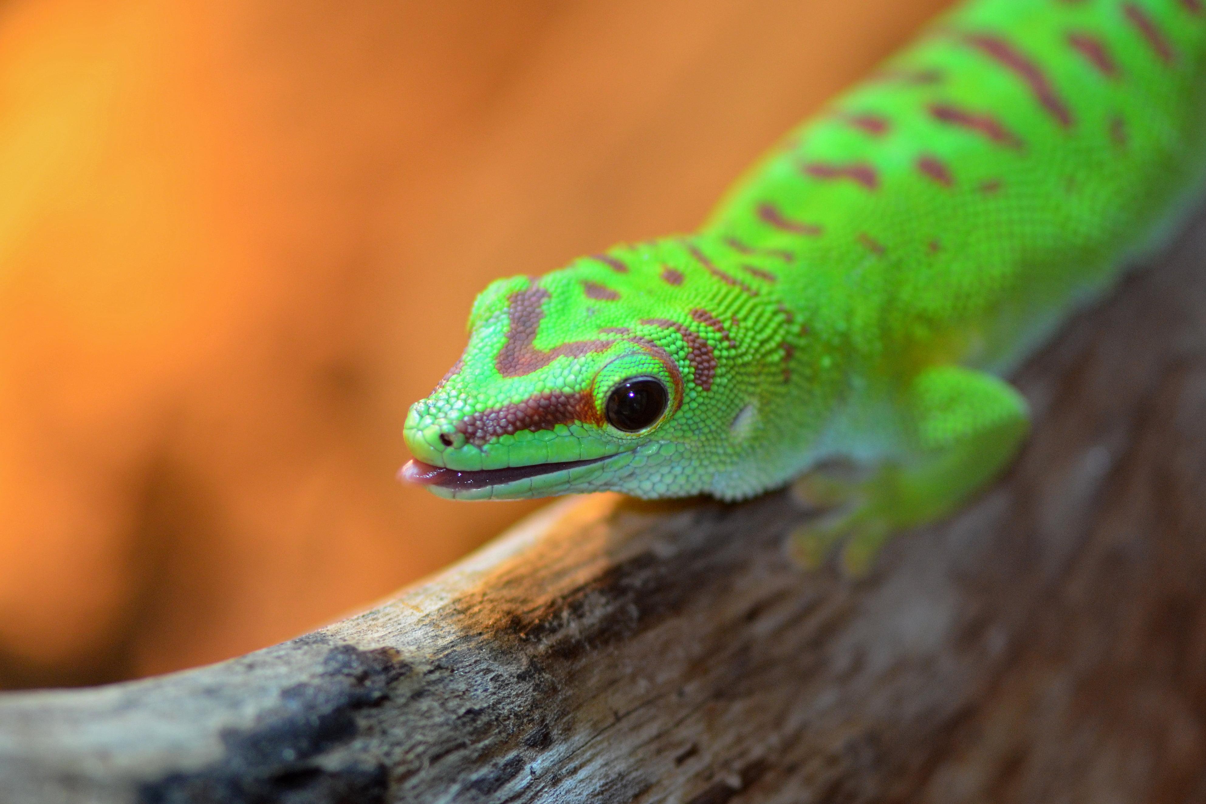 Green reptile on gray log closeup photo, gecko HD wallpaper