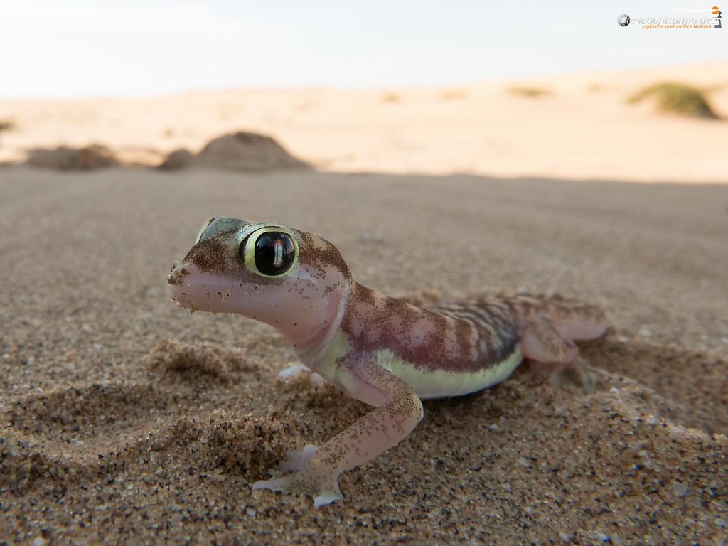 Namib sand gecko. Namibgecko (Pachydactylus rangei) Dorob N