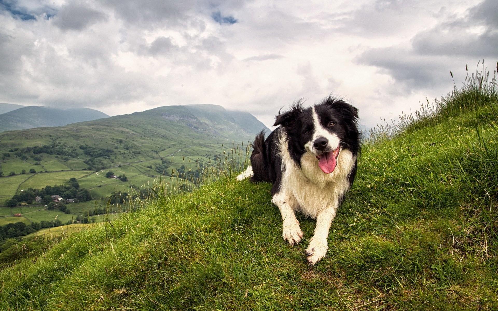 Collie Wallpapers - Wallpaper Cave