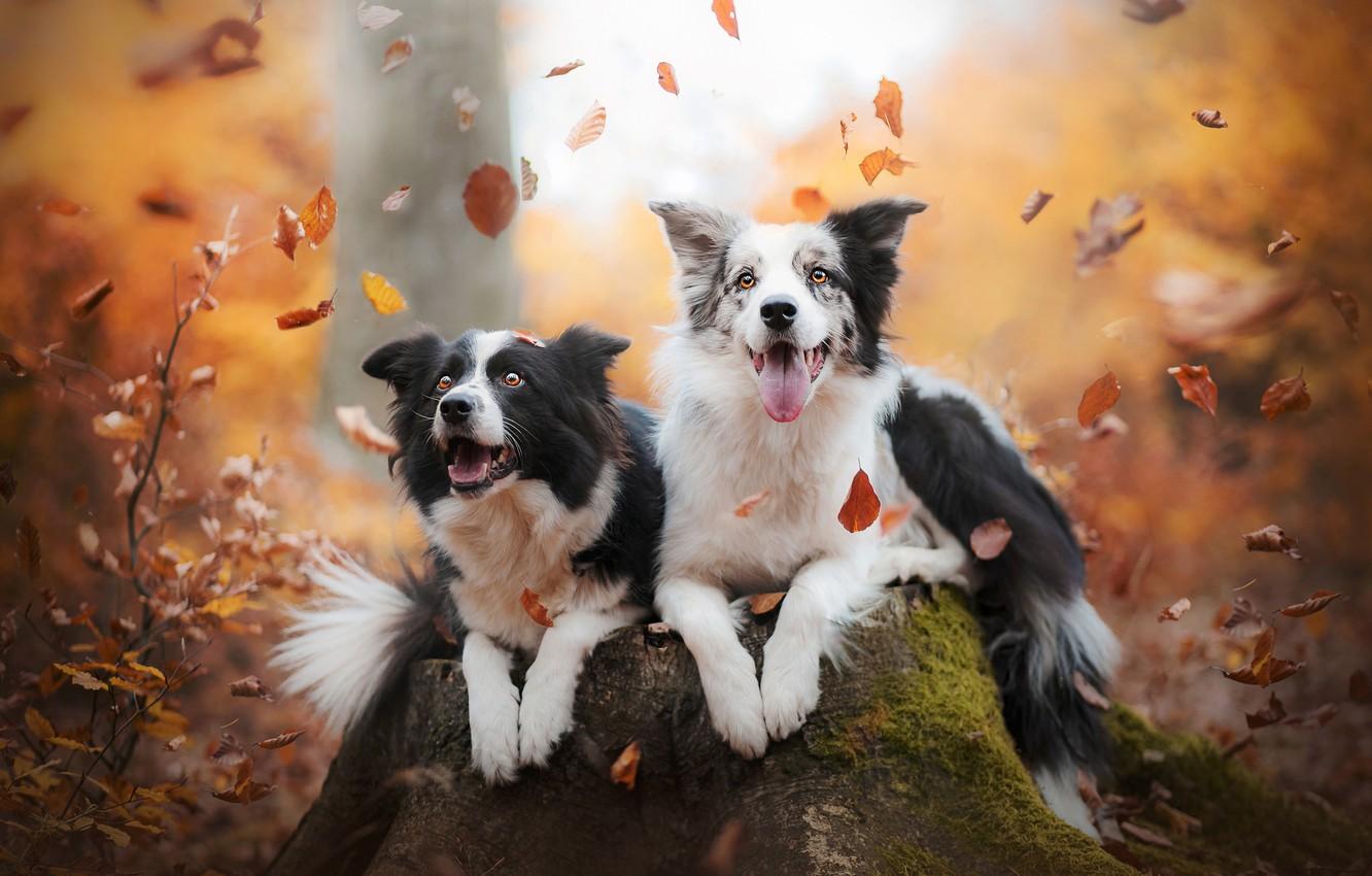 Collie Wallpapers - Wallpaper Cave