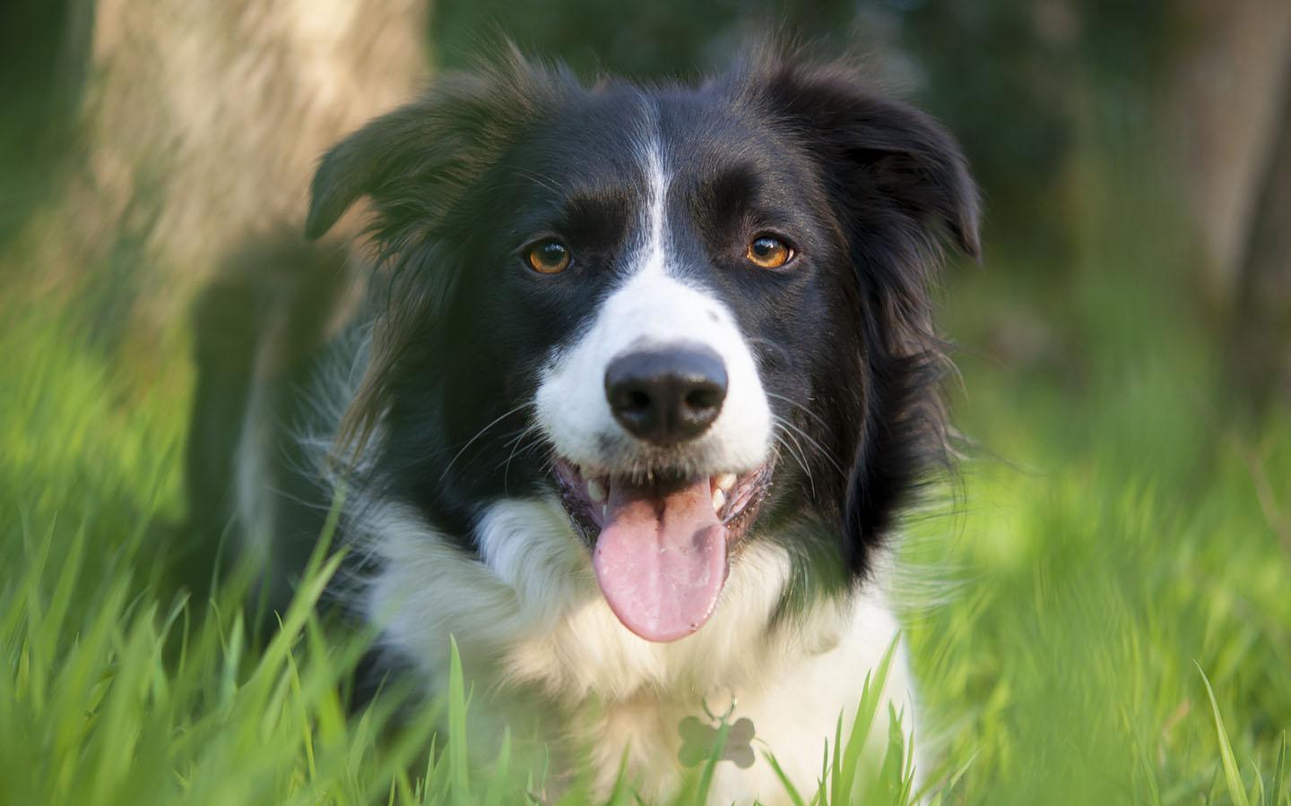 Collie Wallpapers - Wallpaper Cave