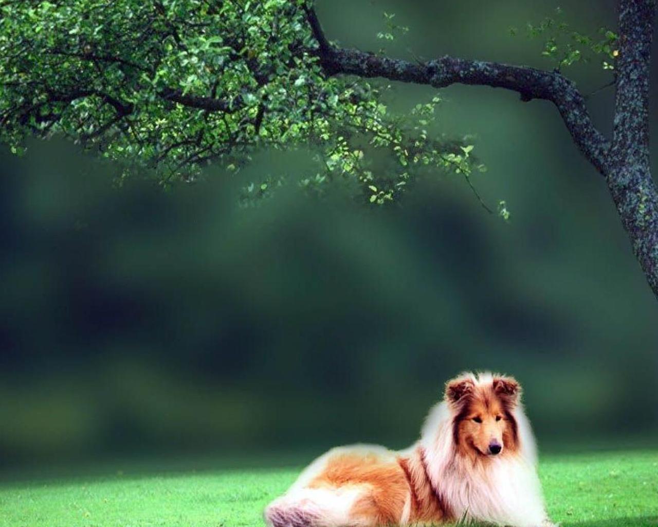 Collie Wallpapers - Wallpaper Cave