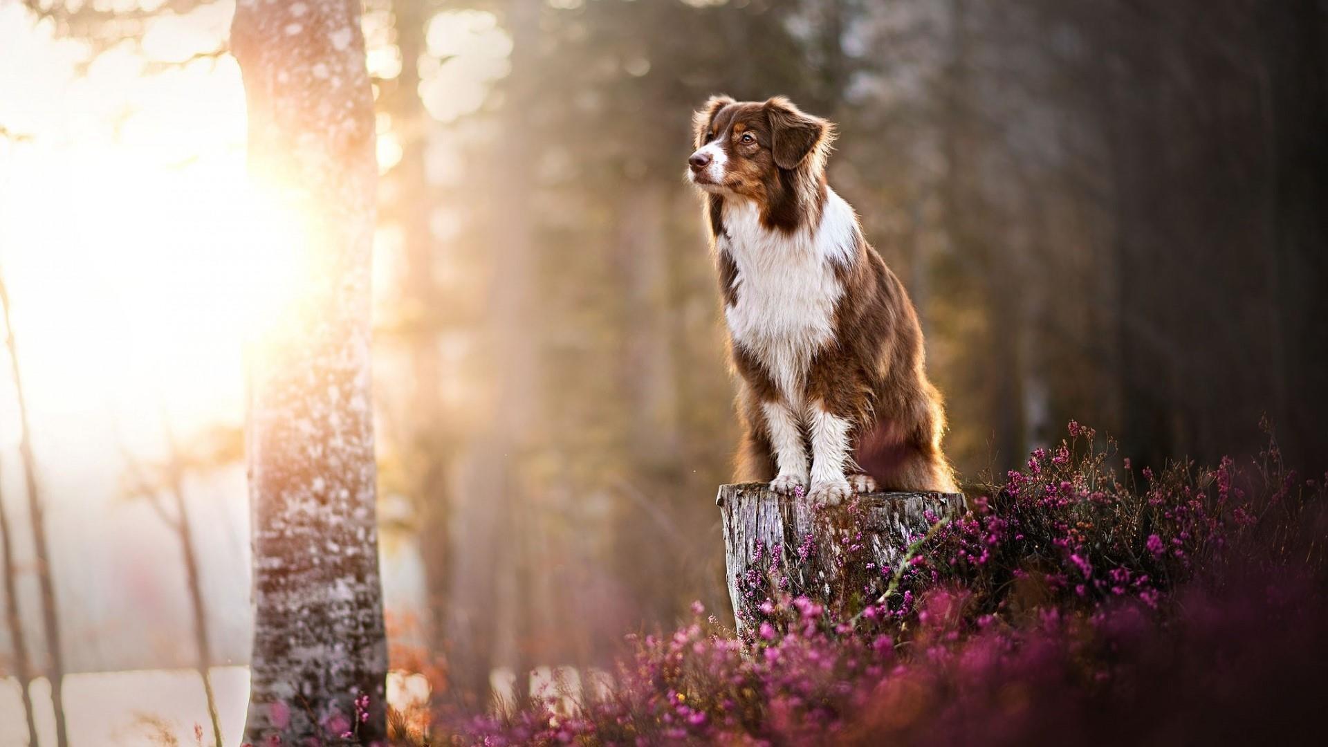 Collie Wallpapers - Wallpaper Cave