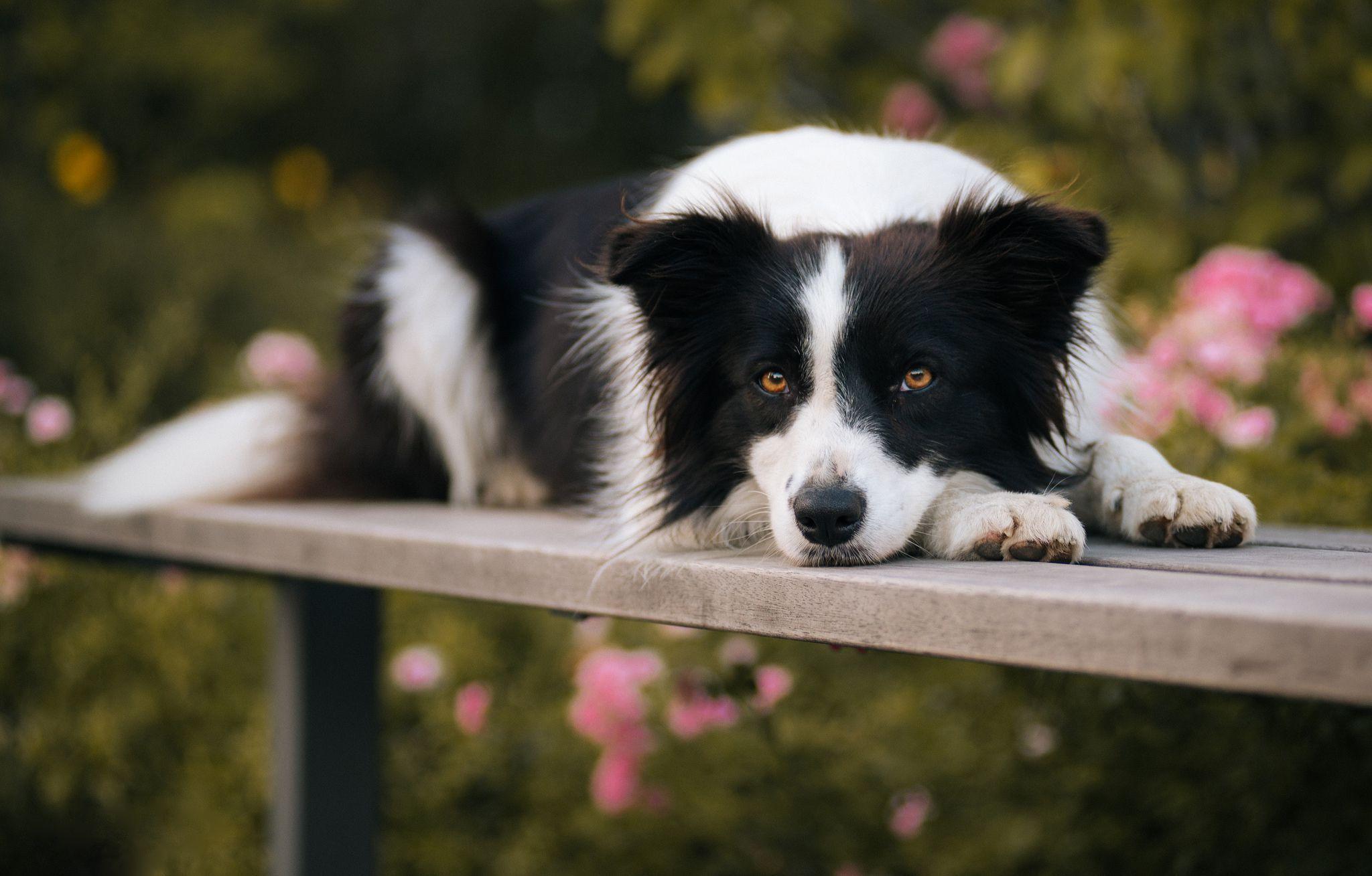Border Collie Wallpaper Background