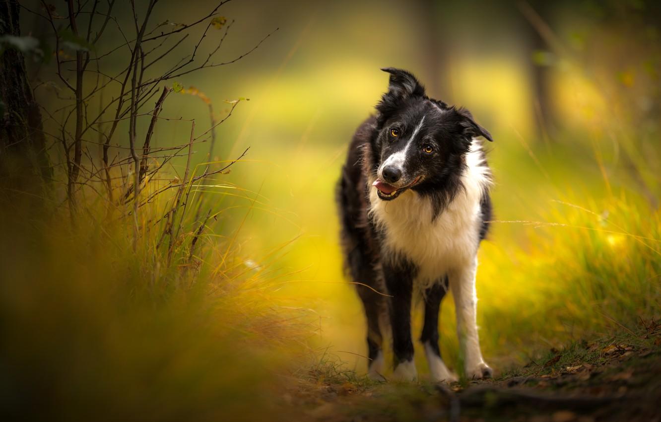 Collie Wallpapers - Wallpaper Cave
