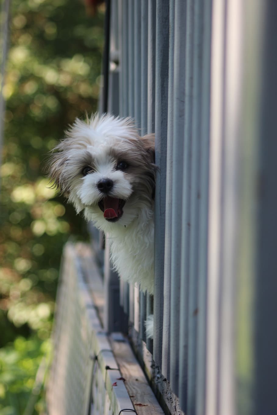 HD wallpaper: puppy, shihtese, happy dog, railing, shih tese