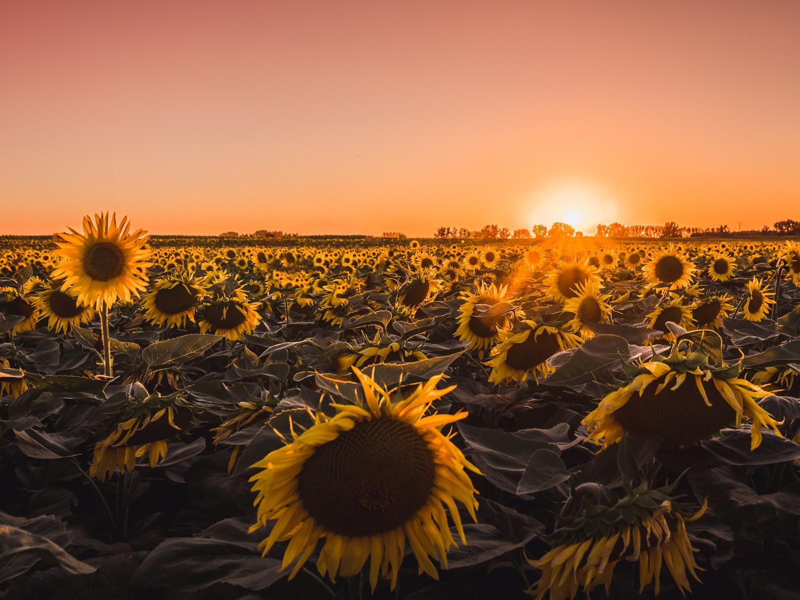 Sunflowers Farm Golden Hour 5k 1600x1200