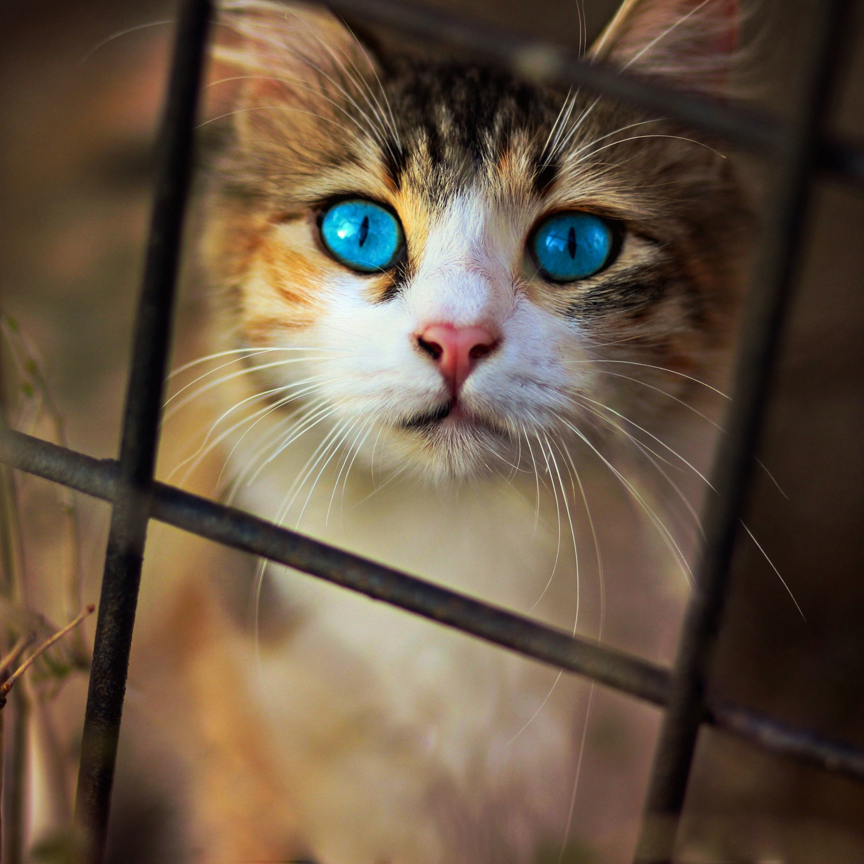Cat Blue Eyes iPad Pro Retina Display HD 4k Wallpaper, Image, Background, Photo and Picture