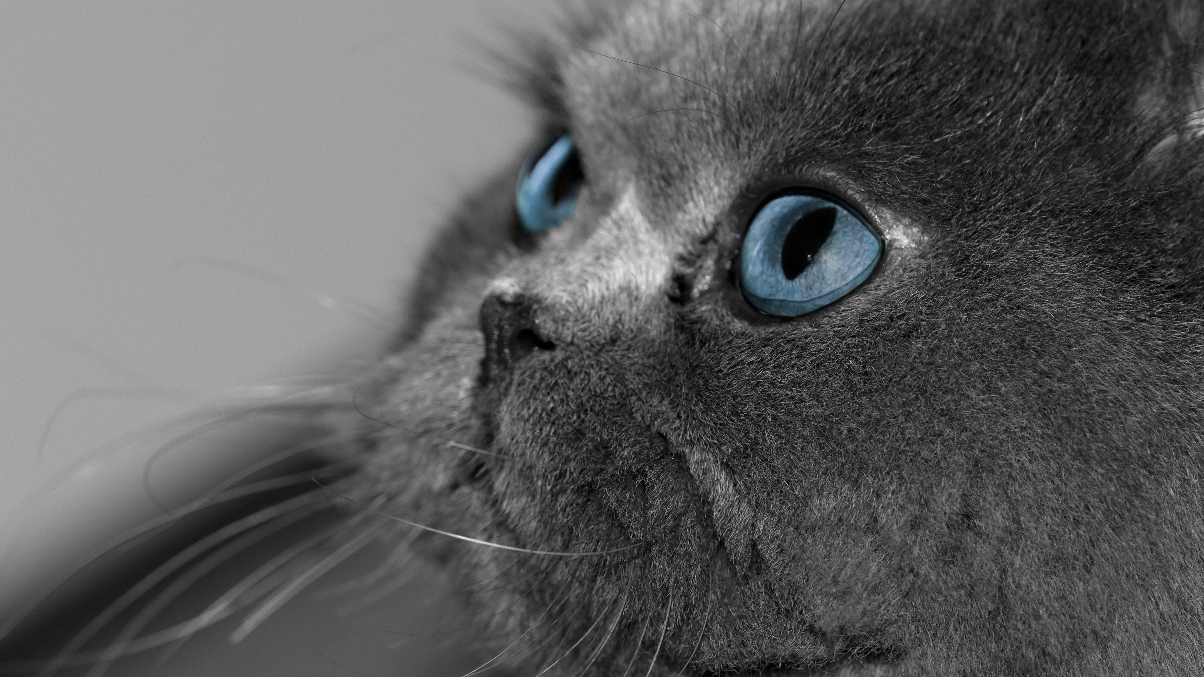 grey blue eye cat wallpaper. Cat with blue eyes, Cute cat