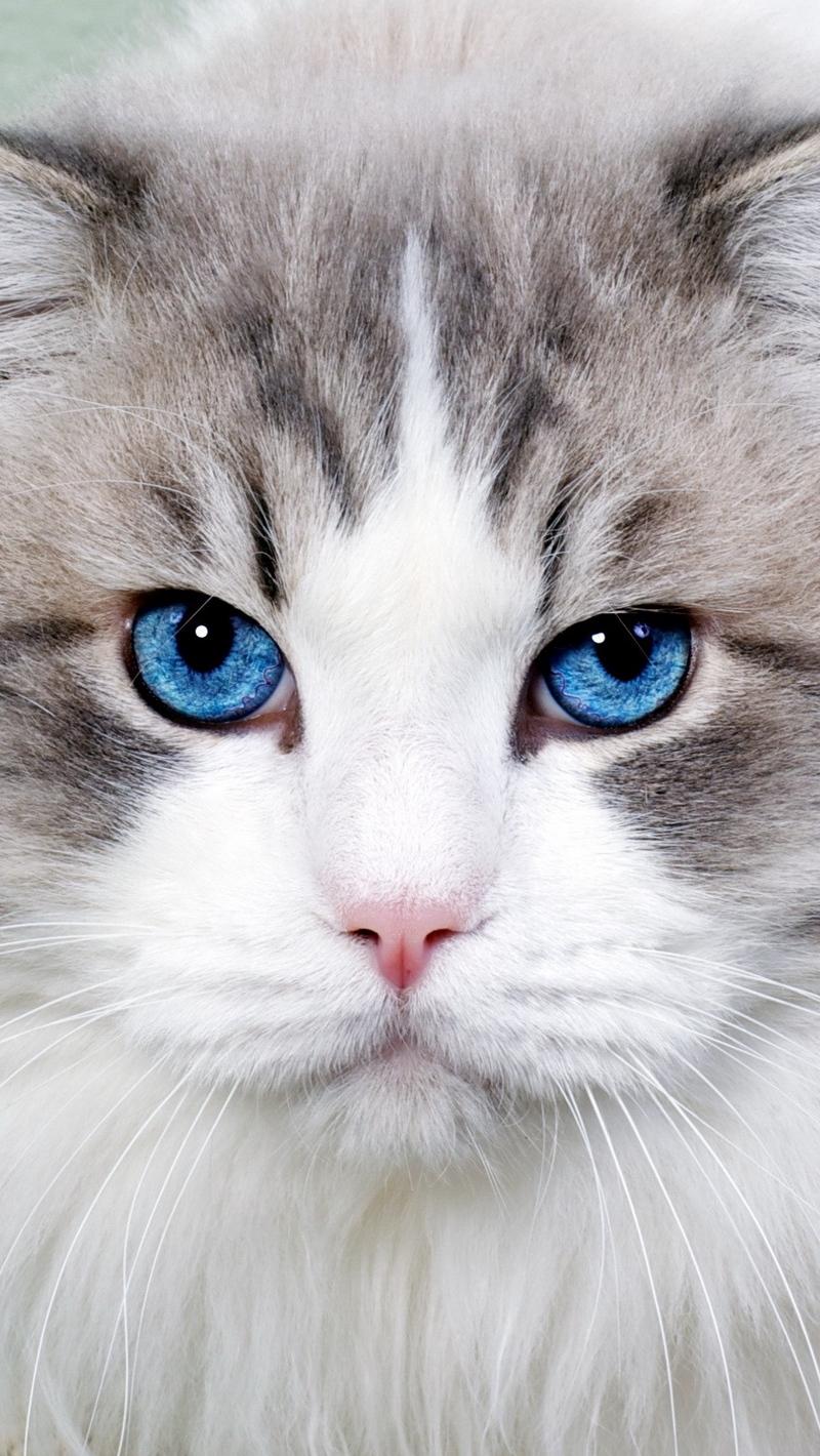 Download Wallpaper 800x1420 Cat, Fluffy, Blue Eyed, Face, Cute
