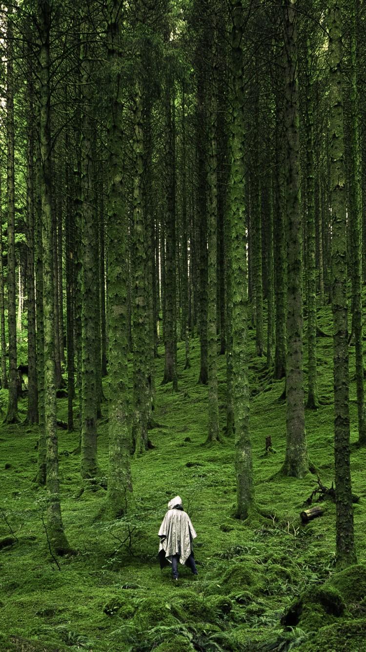 Download Wallpaper Wald, Wild Forest Wallpaper