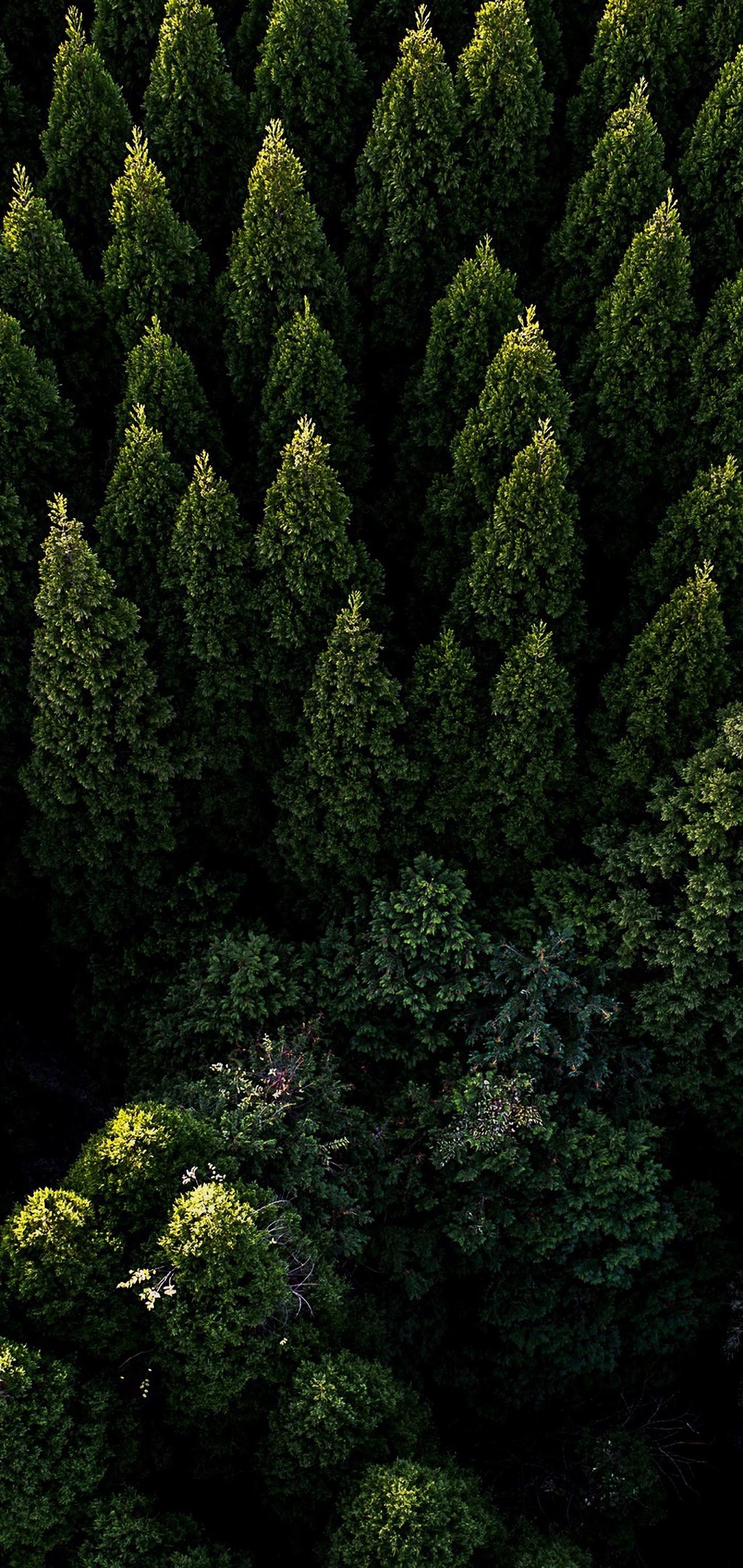 Forest Nature Aerial View Scenery 4K 3840x2160 Wallpaper