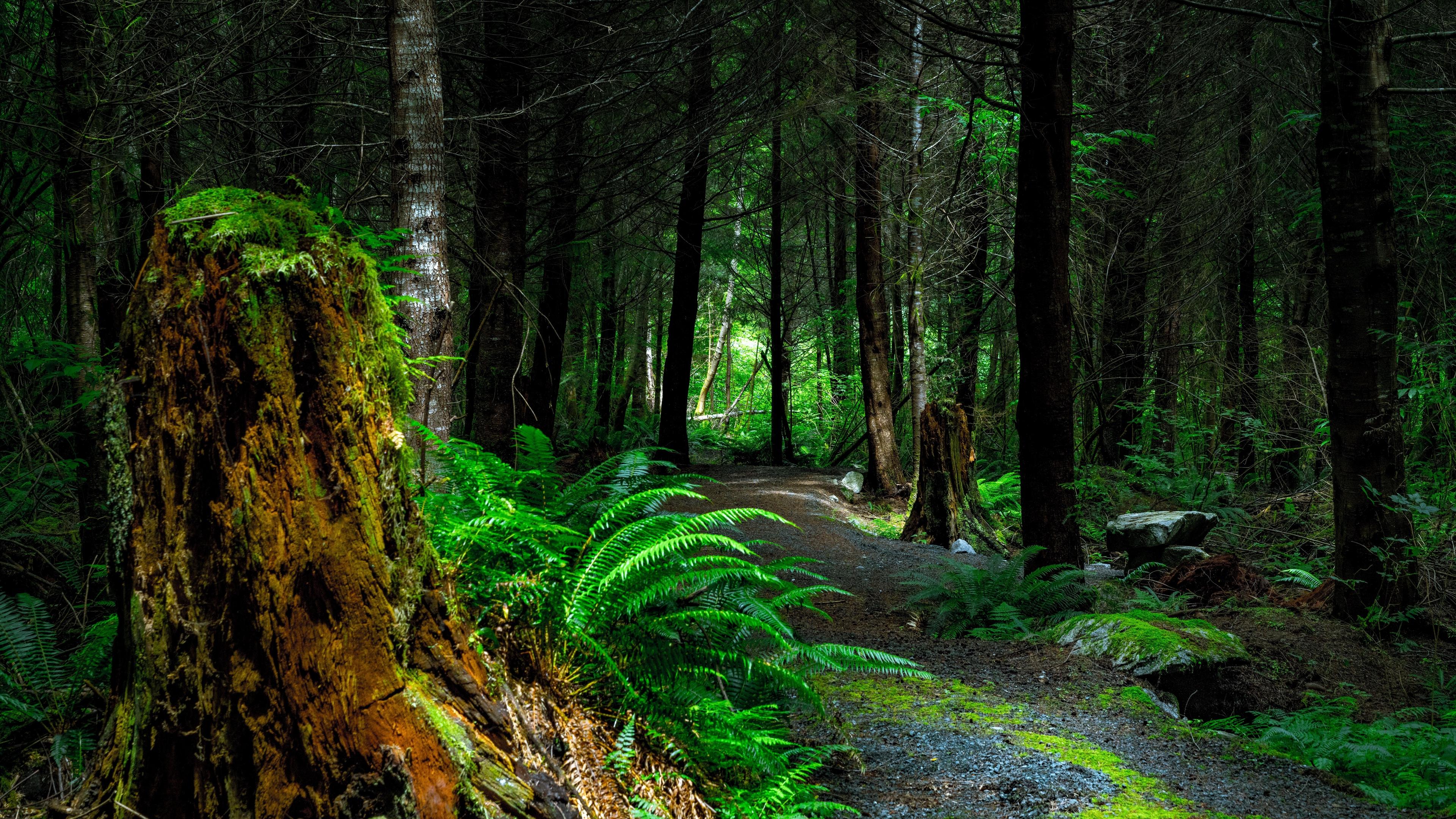 Desktop Wallpaper 4k Forest 4k Forest Wallpapers High Quality Desktop Wallpaper 4k Forest 4k Forest Wallpapers High Quality