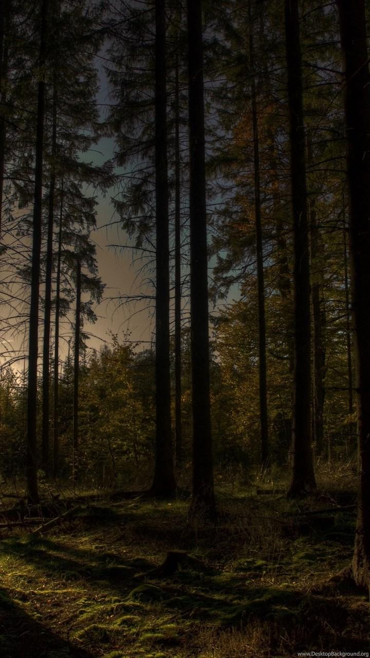 Fullscreen Forest 4k Background, HD Wallpaper