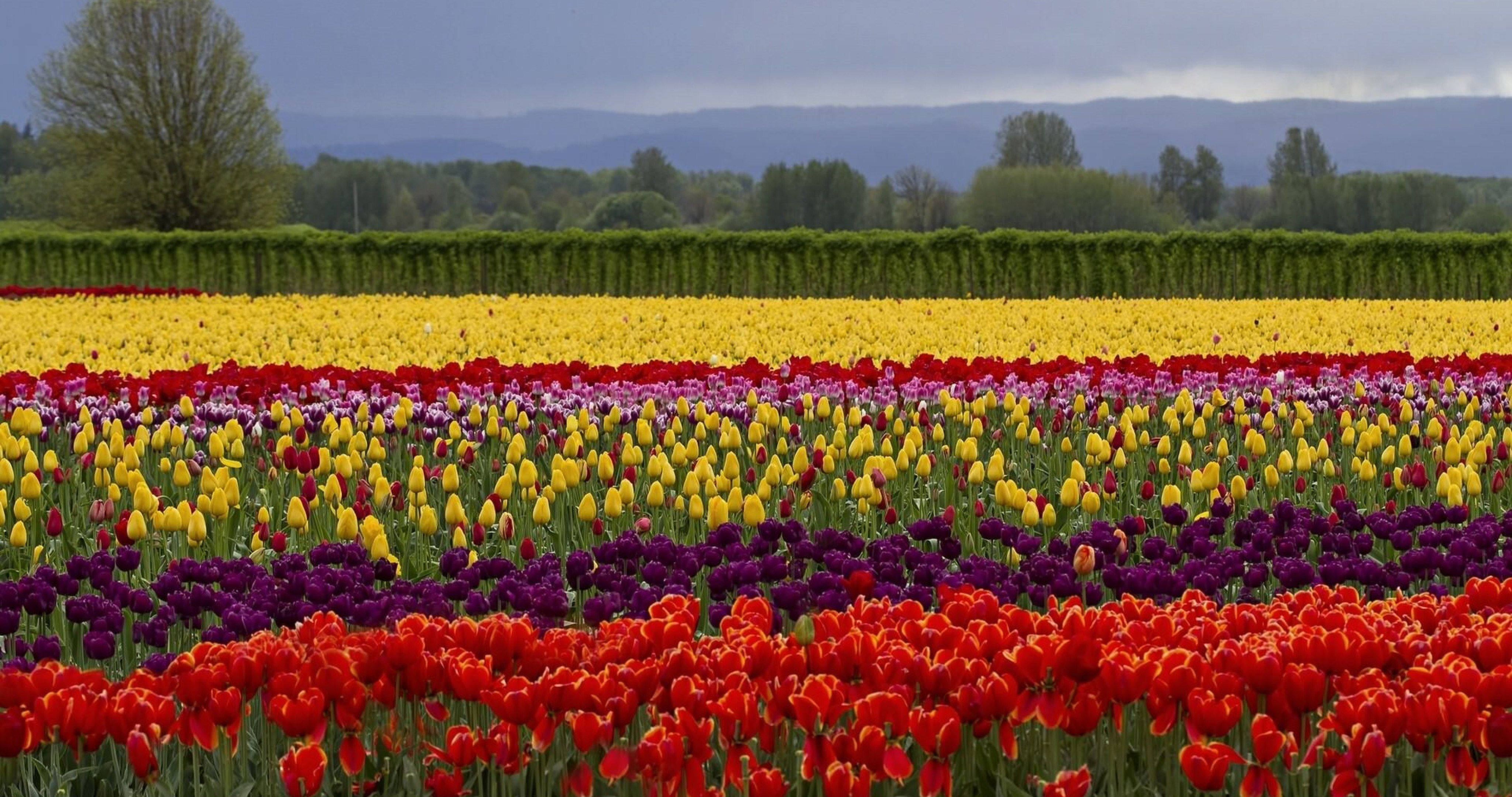 colorful flowers field 4k ultra HD wallpaper. Field