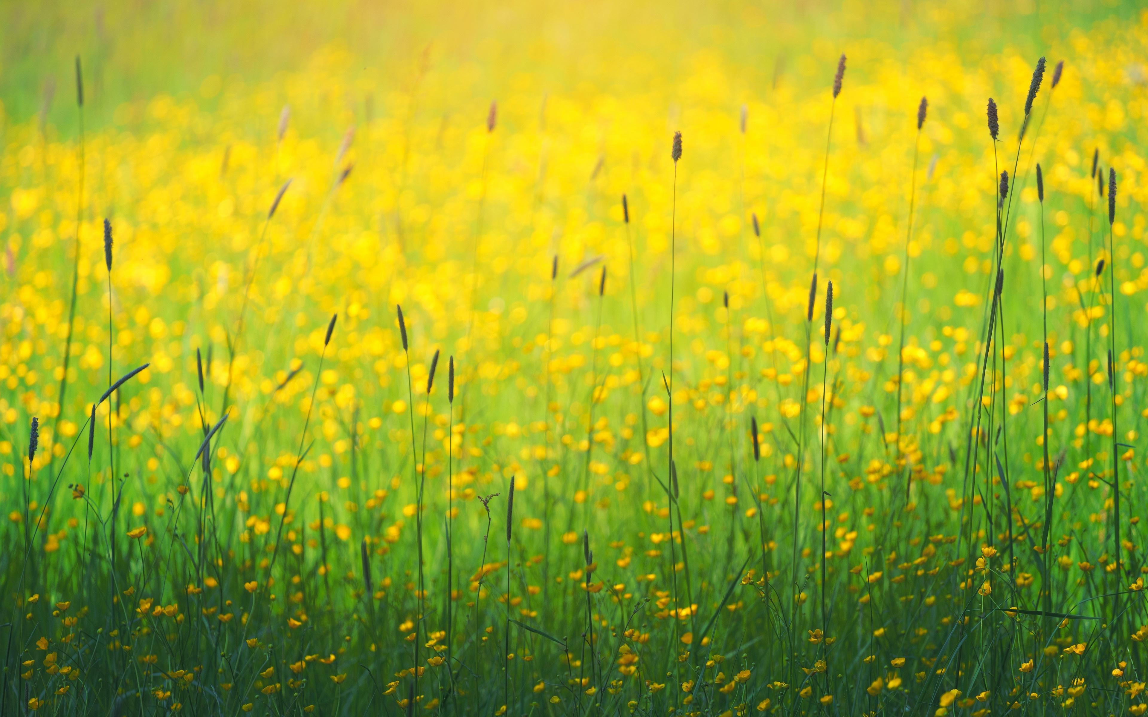 Download 3840x2400 wallpaper flowers field, yellow flowers