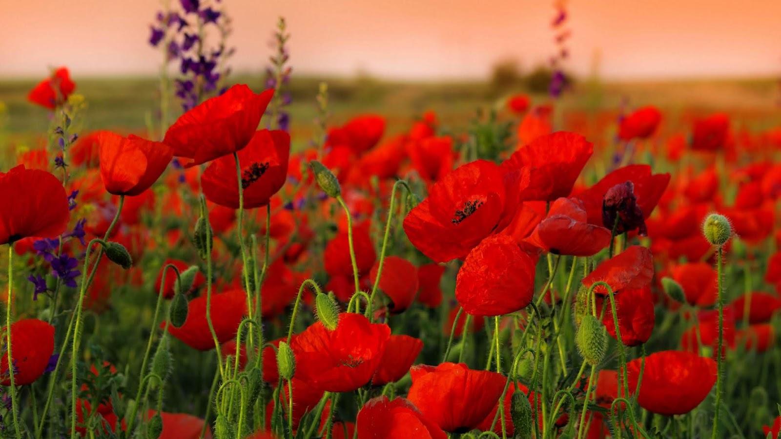 download HD wallpaper image: full HD poppies flowers field