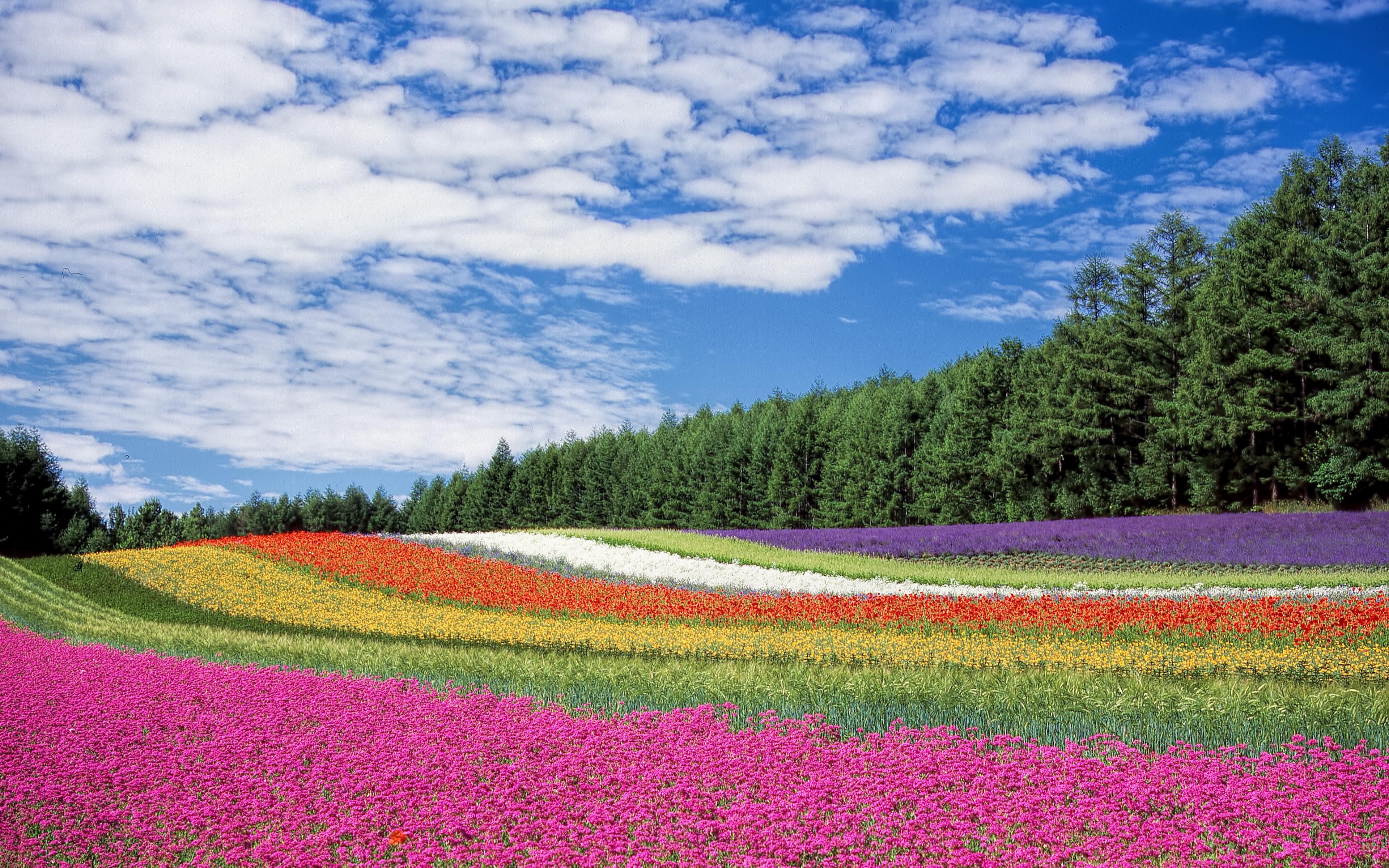 Download wallpaper 3840x2400 hokkaido, japan, flowers, field