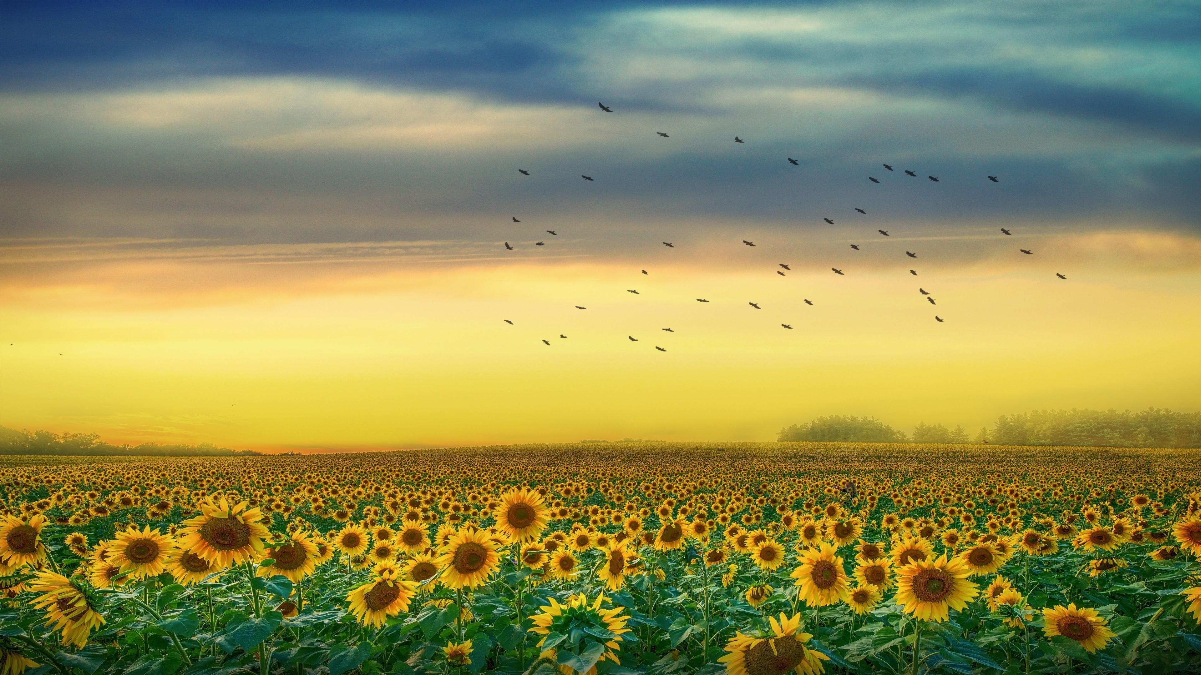 Sunflower Field at Sunset 4k Ultra HD Wallpaper. Background Image