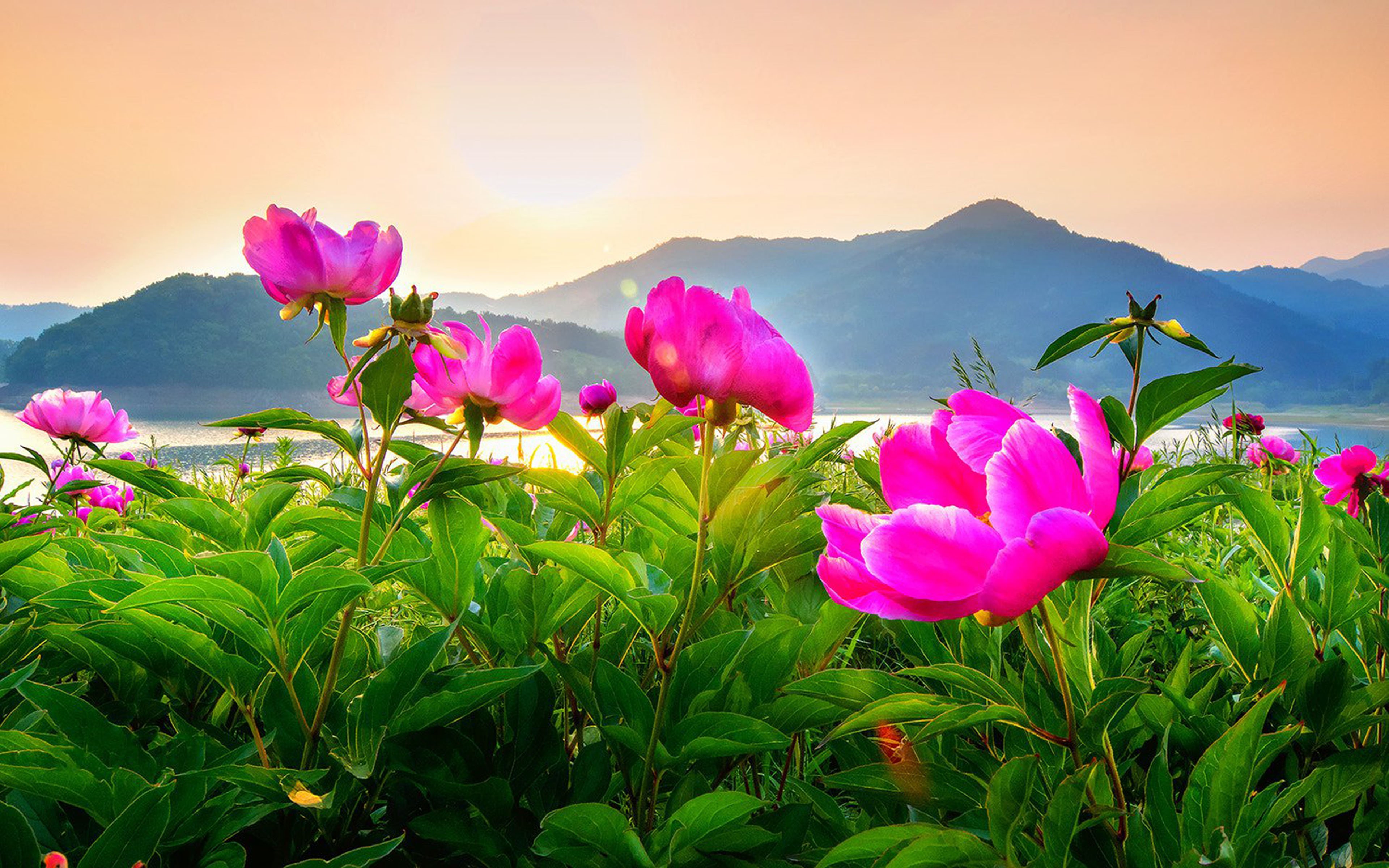 Daecheongdo Island In Incheon South Korea Peony Flower Field