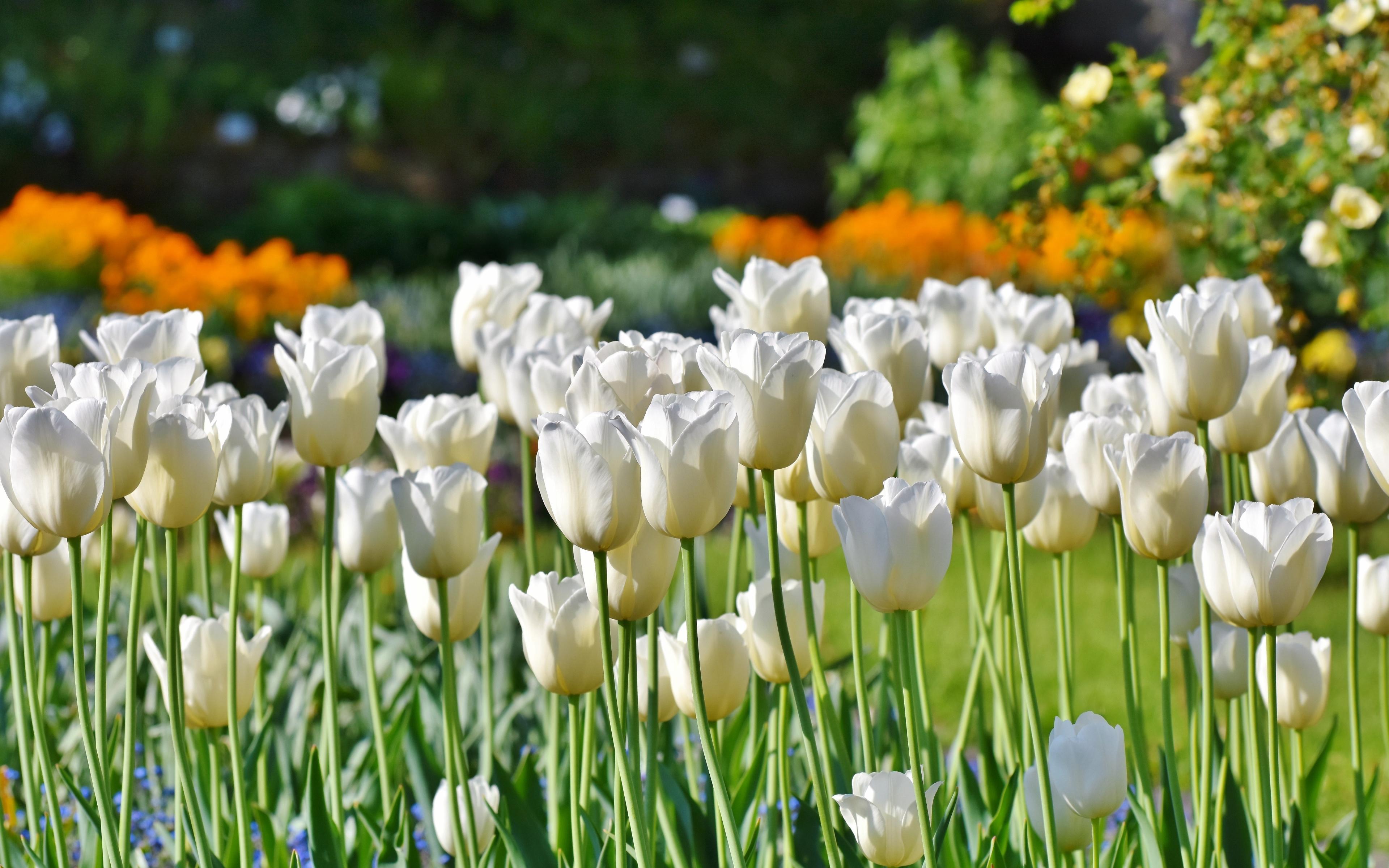 Download 3840x2400 wallpaper tulips, flowers fields, white
