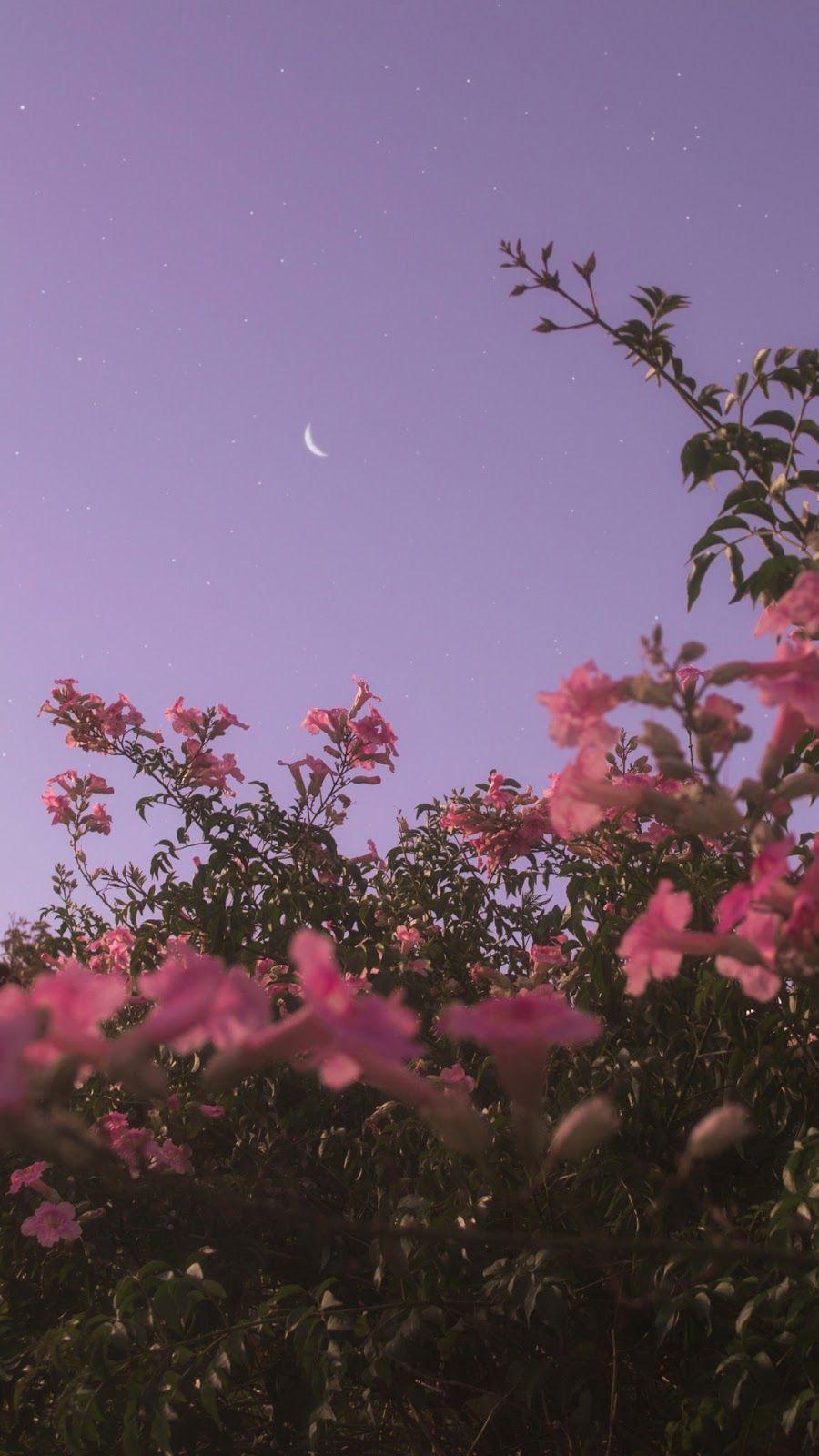 Flower under night sky. Night sky wallpaper, Aesthetic iphone wallpaper, Android wallpaper flowers