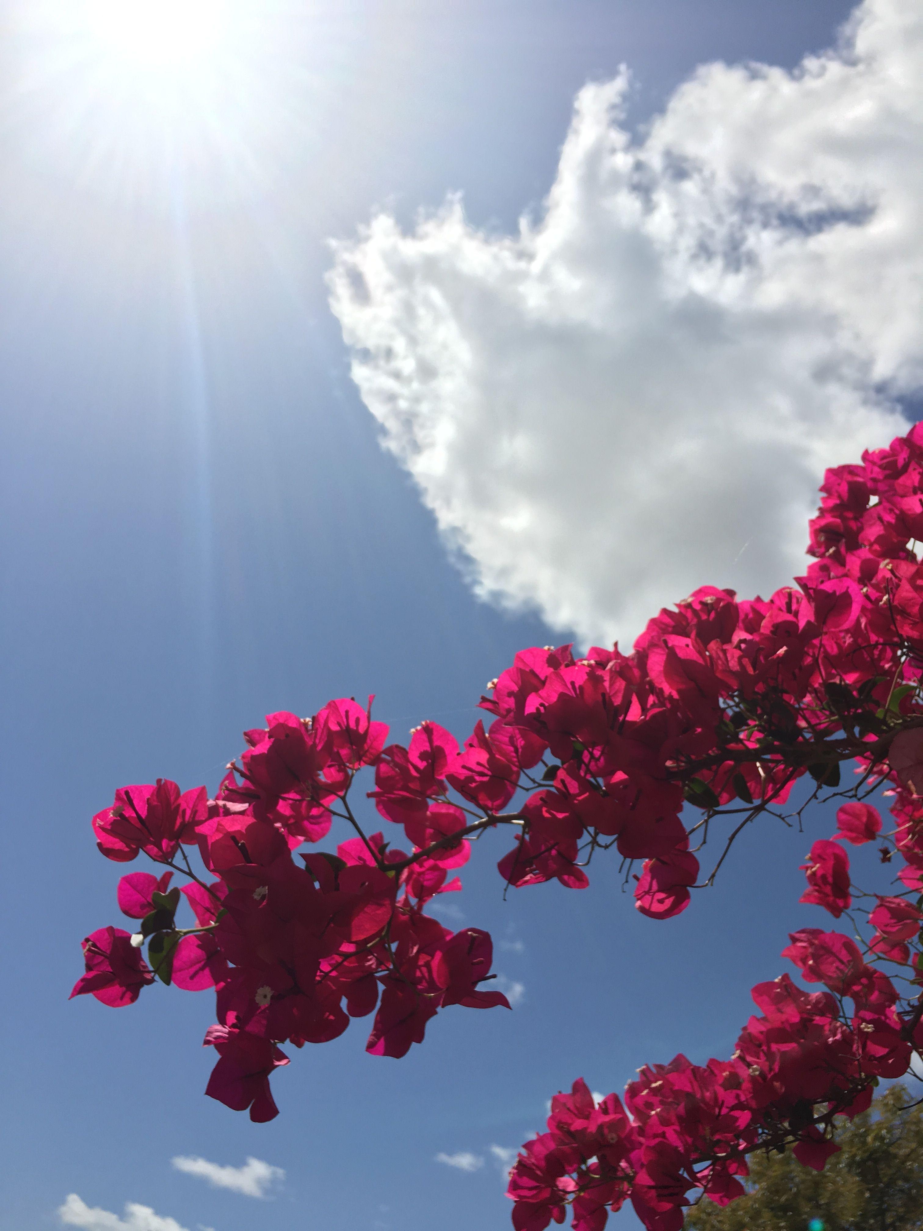 Blue sky/ Photo. Flower iphone wallpaper, Flowers photography, Sky photo