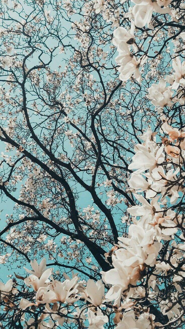 cherry blossoms #love. Nature wallpaper, Flower wallpaper
