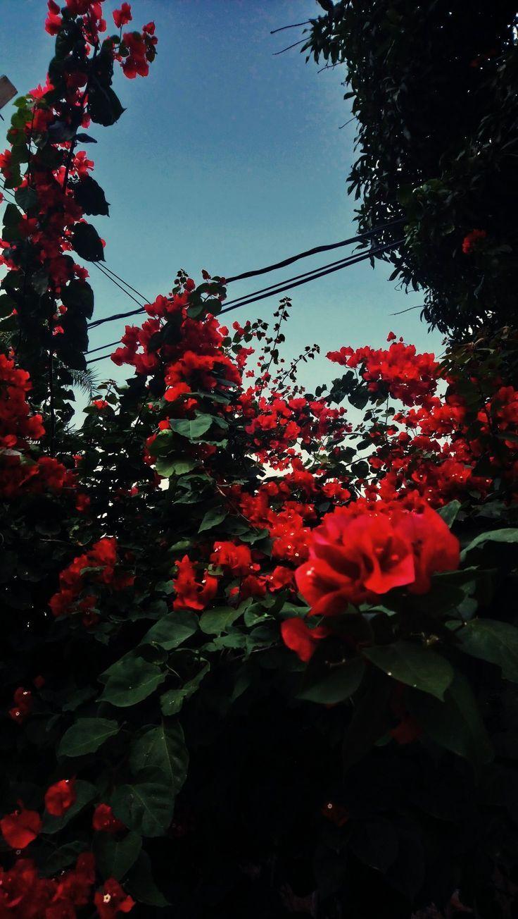 red aesthetic flowers